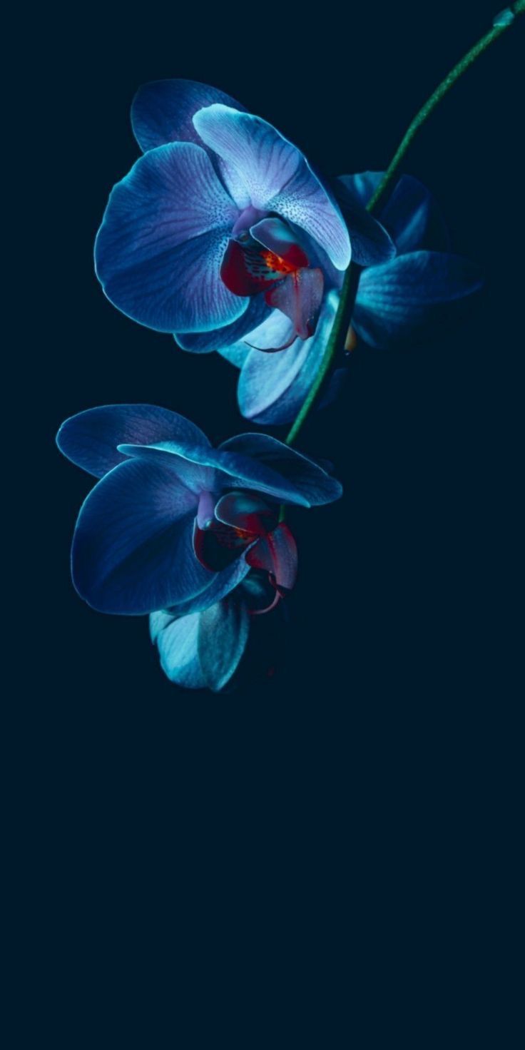 Blue Orchid Wallpapers