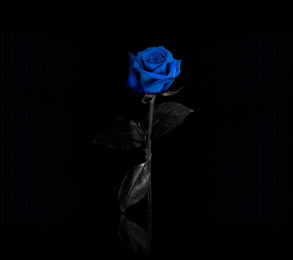 Blue Roses Aesthetic Wallpapers