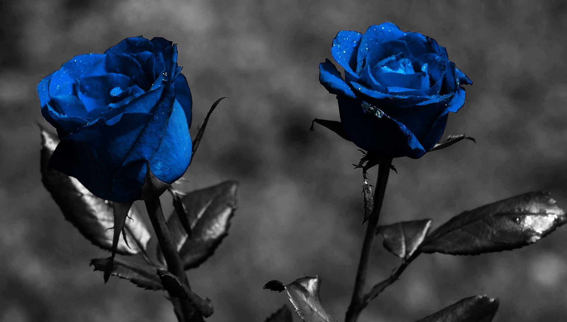 Blue Roses Aesthetic Wallpapers