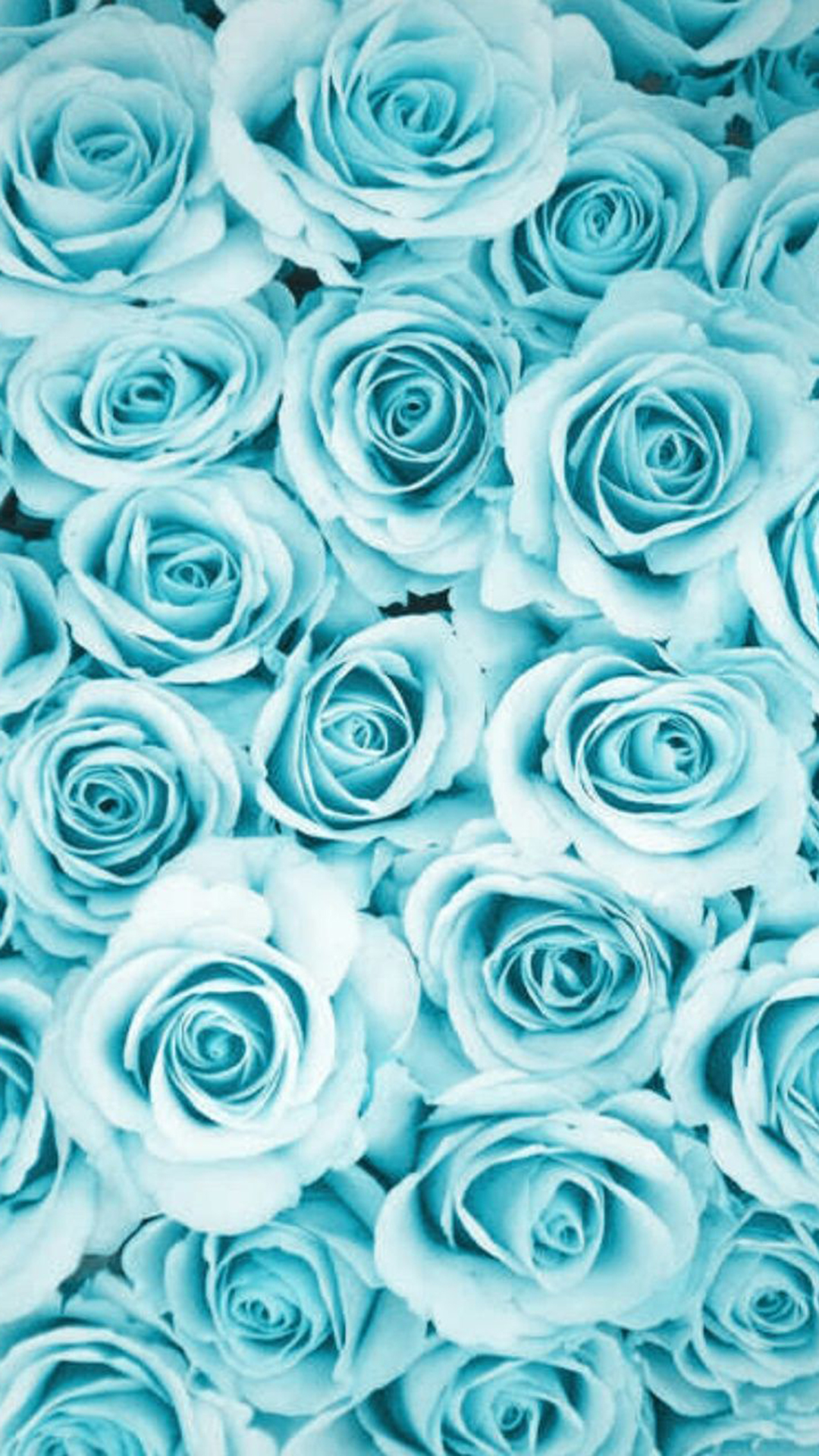 Blue Roses Aesthetic Wallpapers