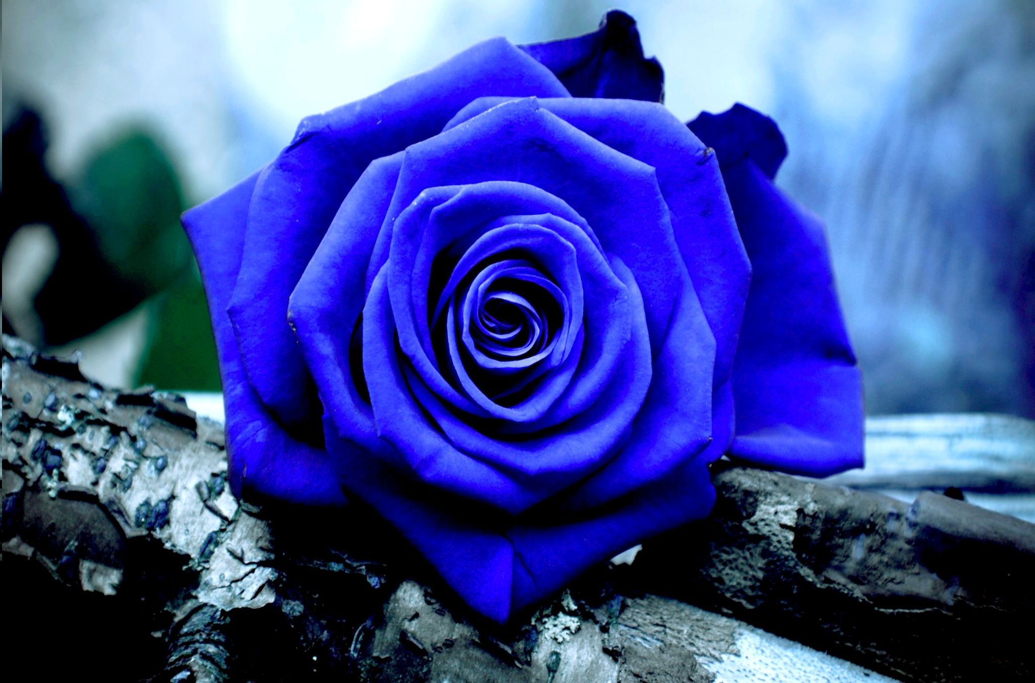 Blue Roses Wallpapers