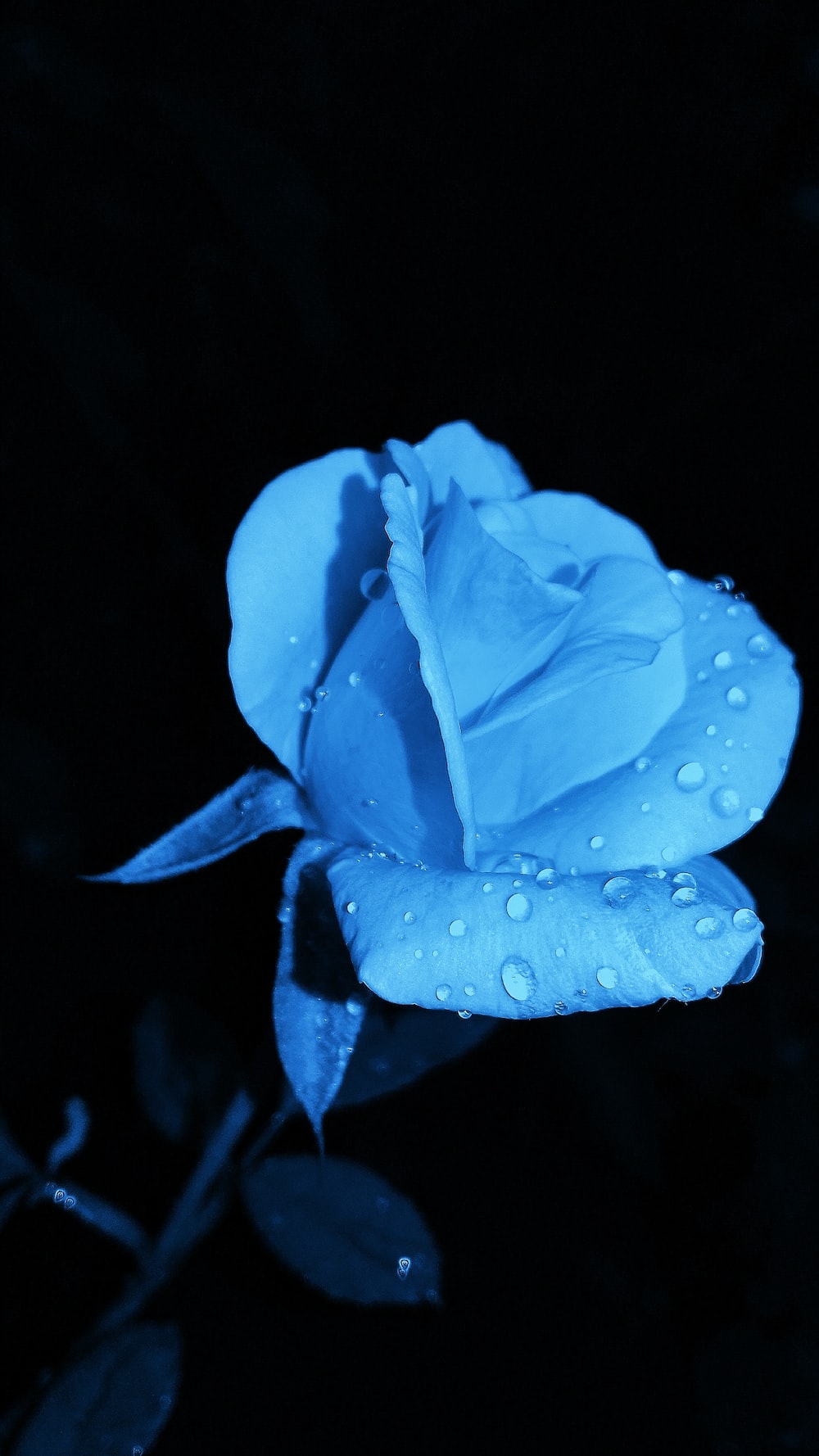 Blue Roses Wallpapers