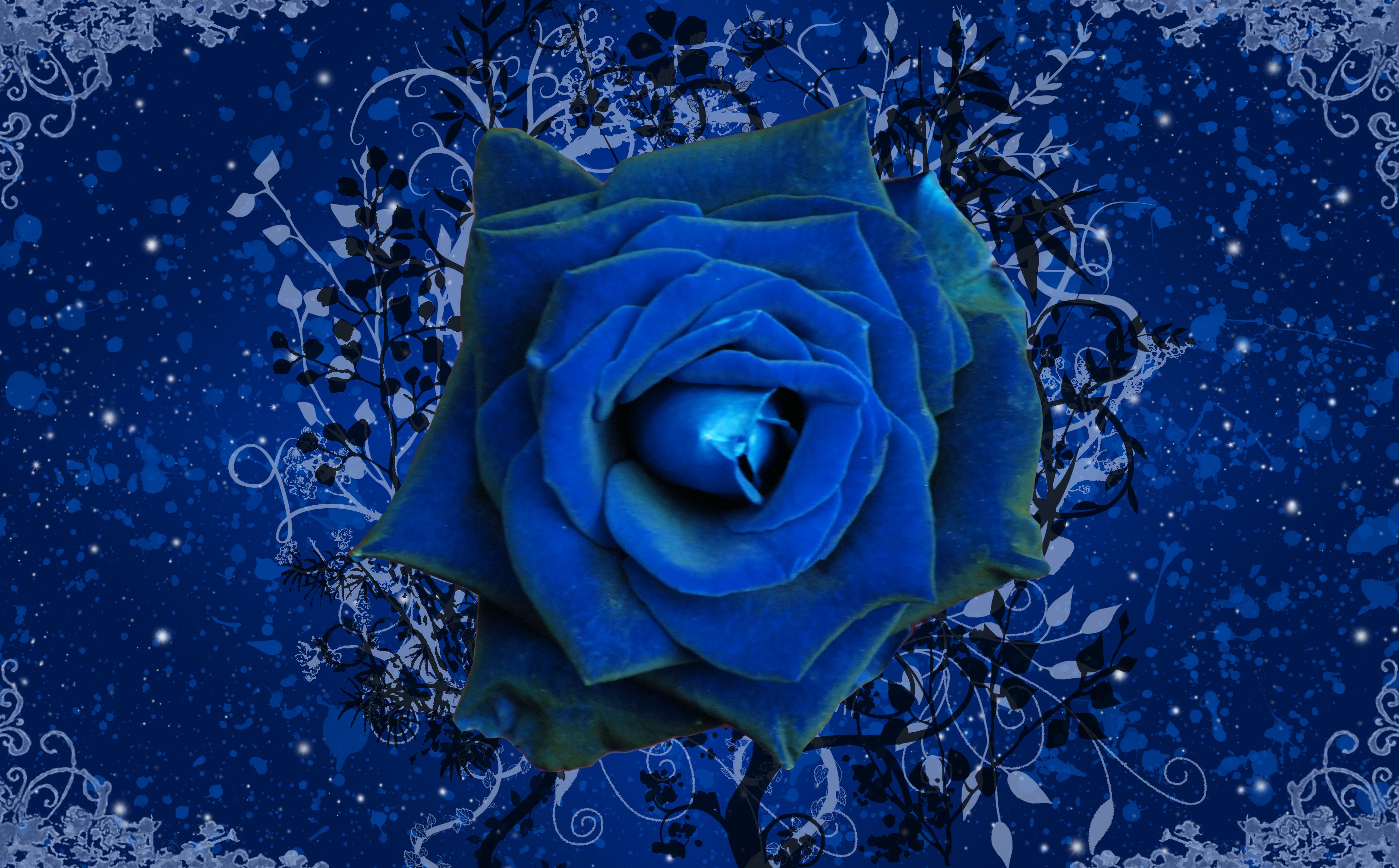 Blue Roses Wallpapers