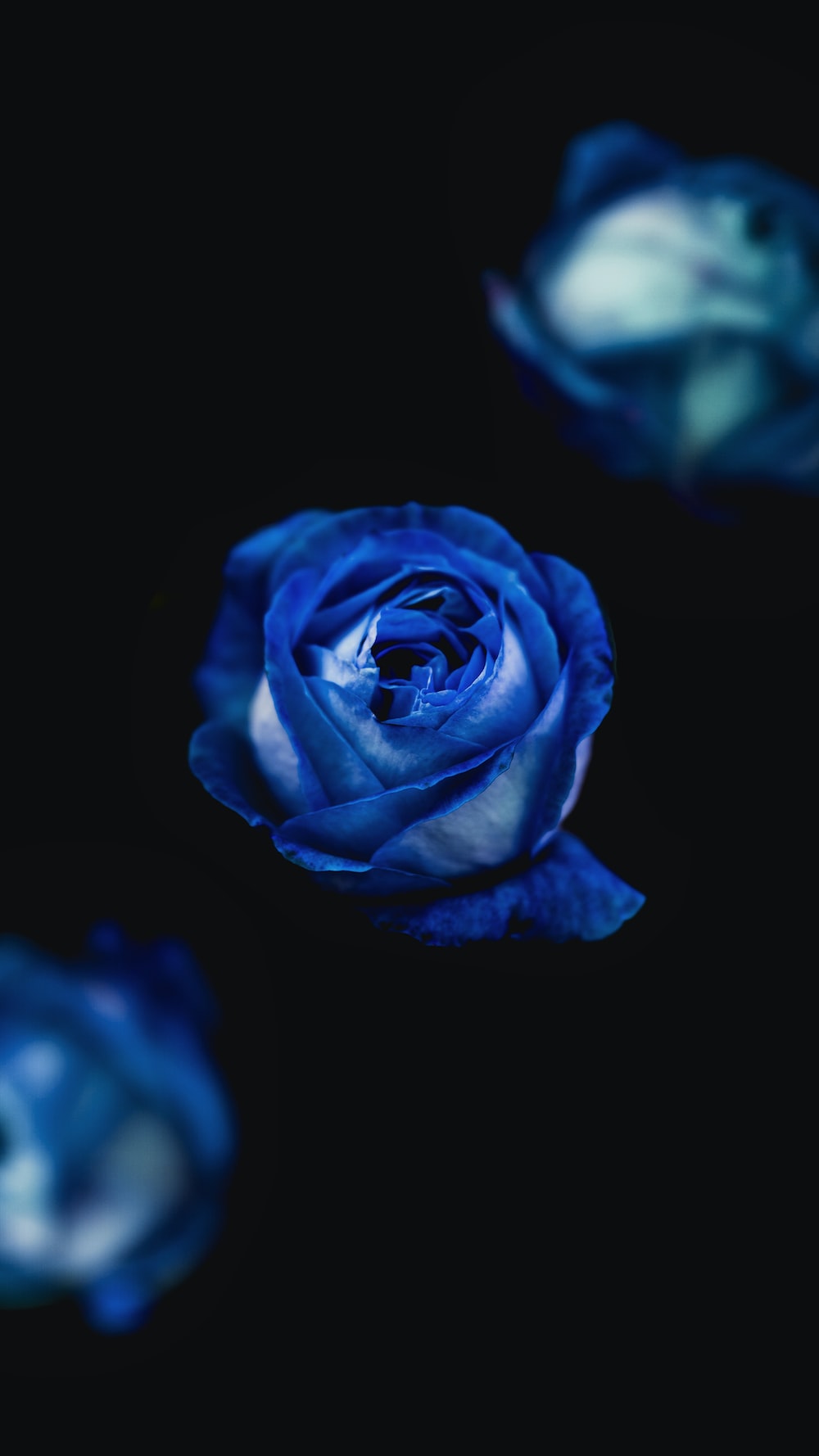 Blue Roses Wallpapers