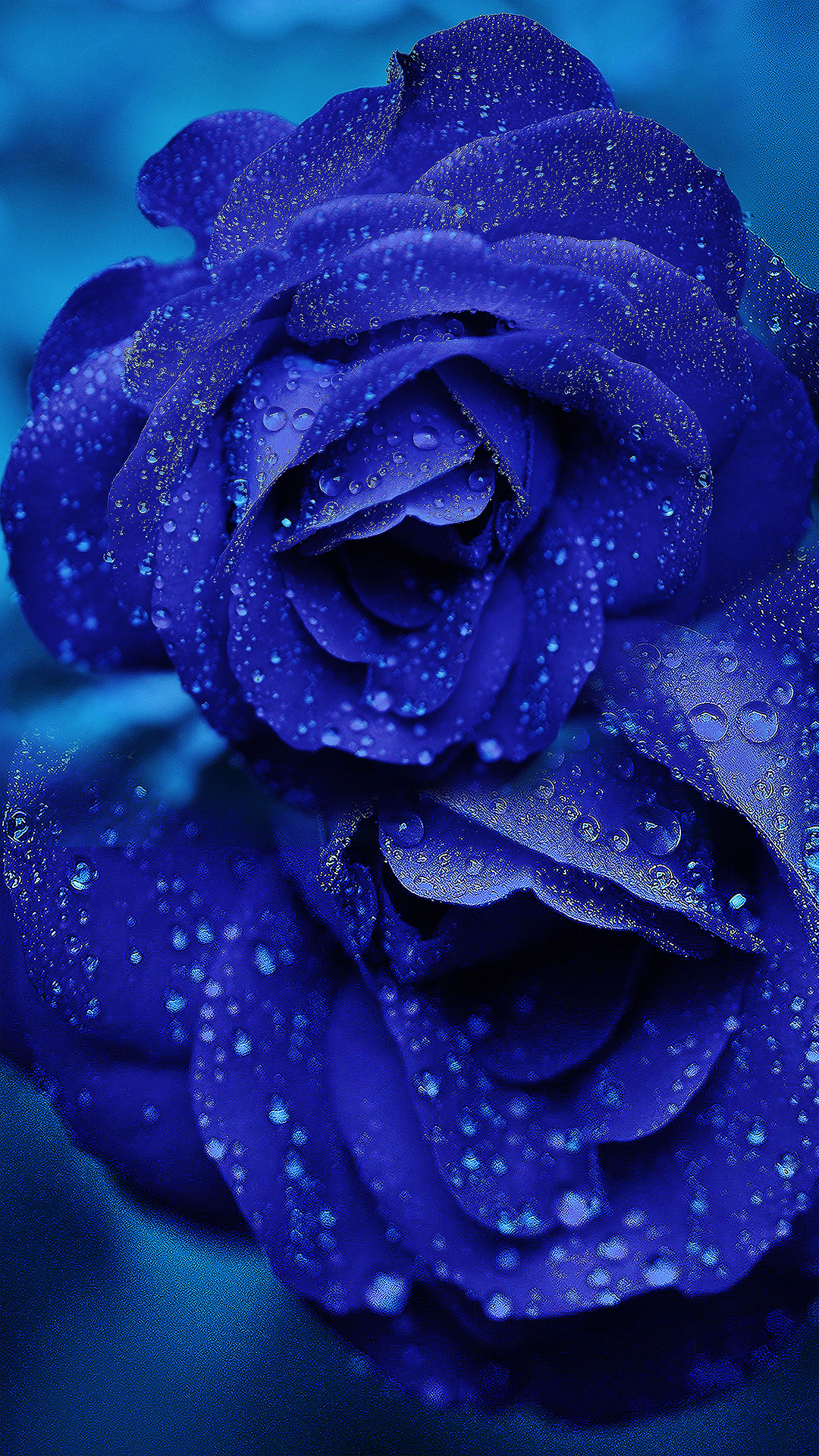 Blue Roses Wallpapers