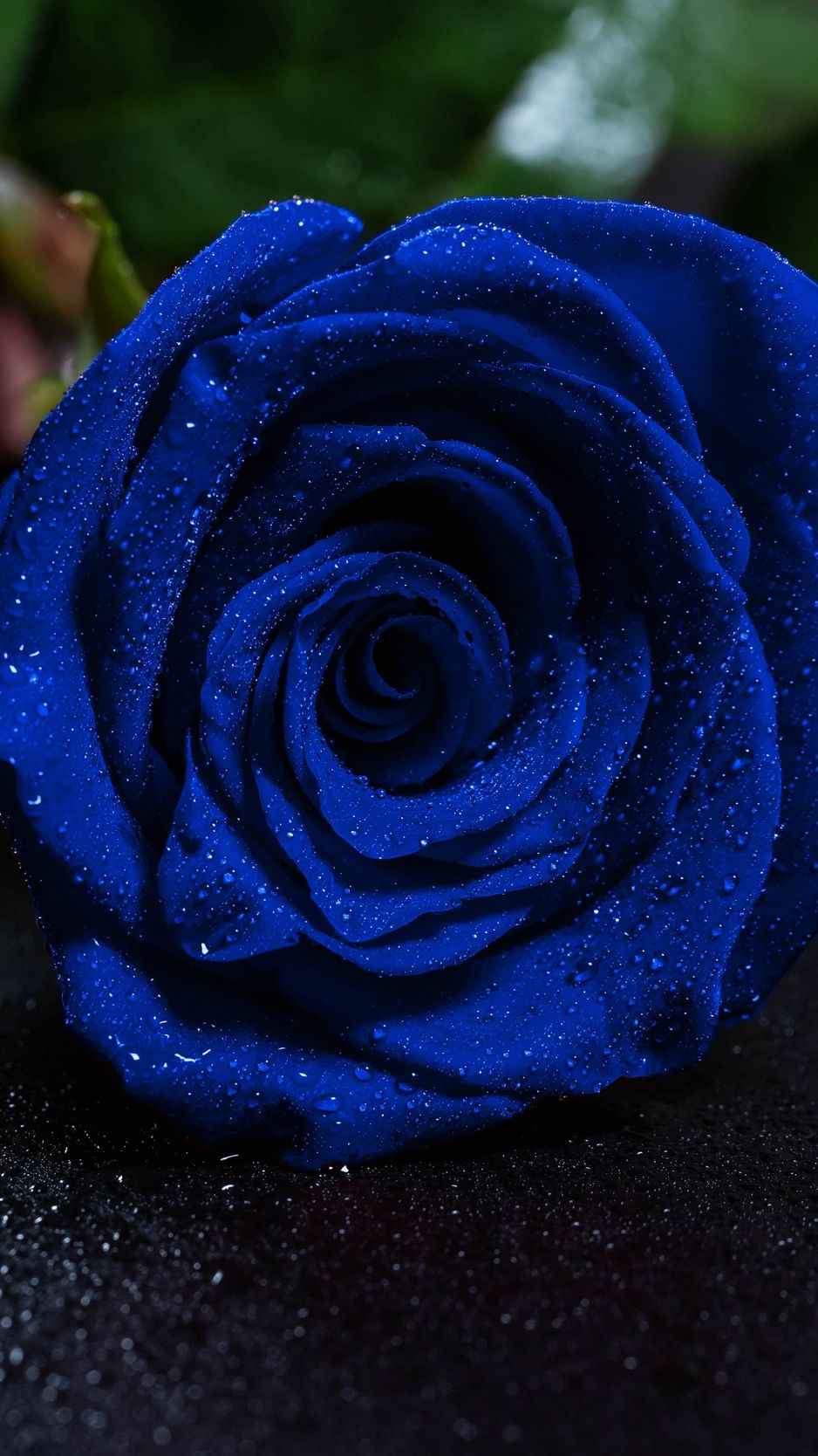 Blue Roses Wallpapers