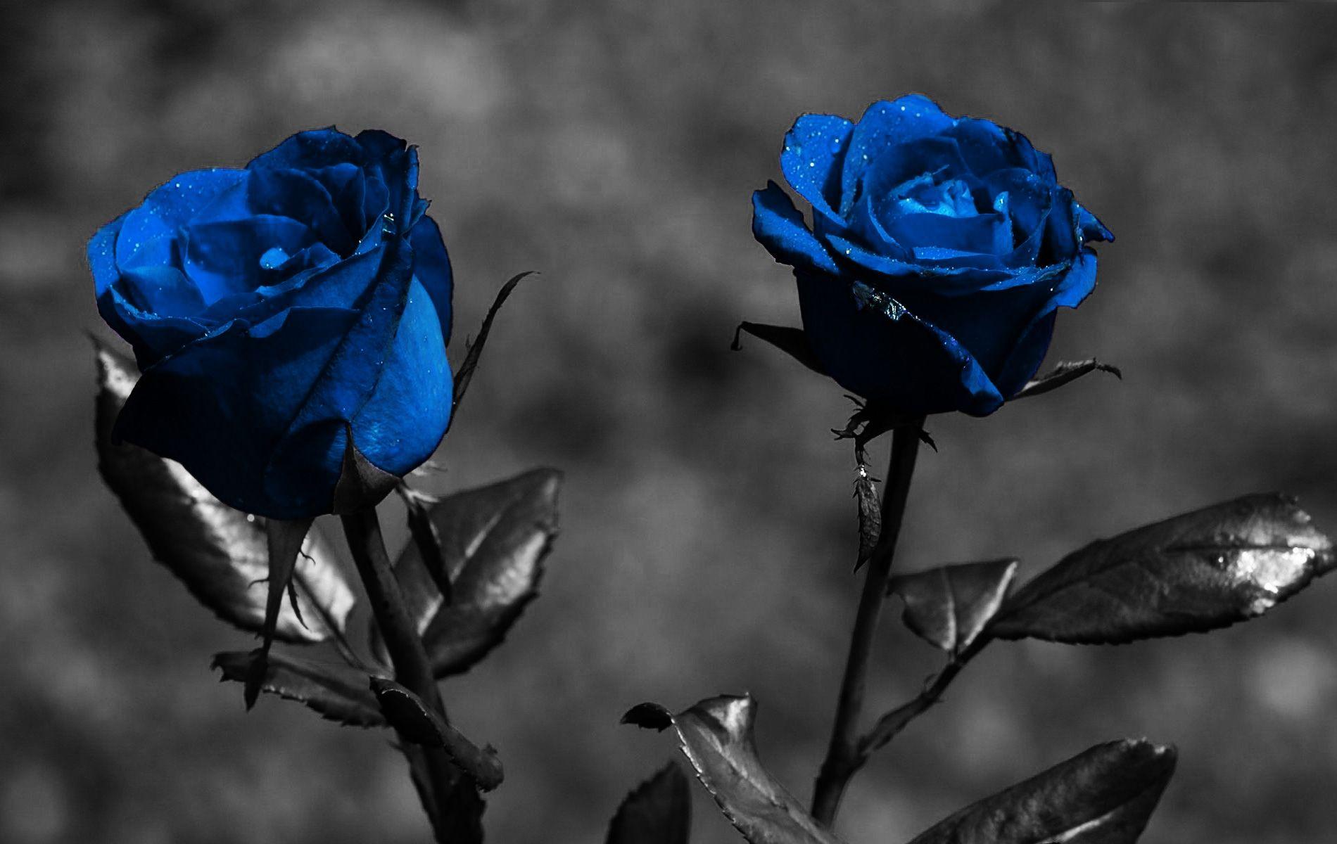 Blue Roses Wallpapers