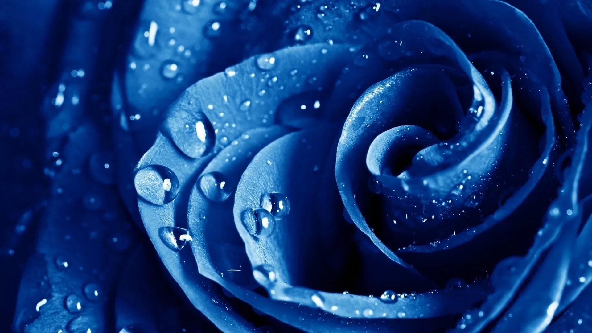 Blue Roses Wallpapers