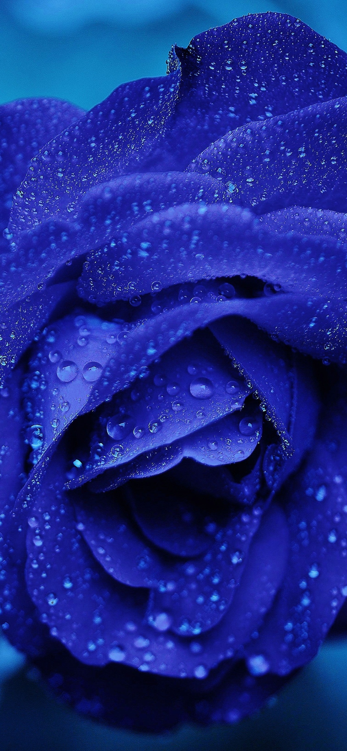 Blue Roses Wallpapers