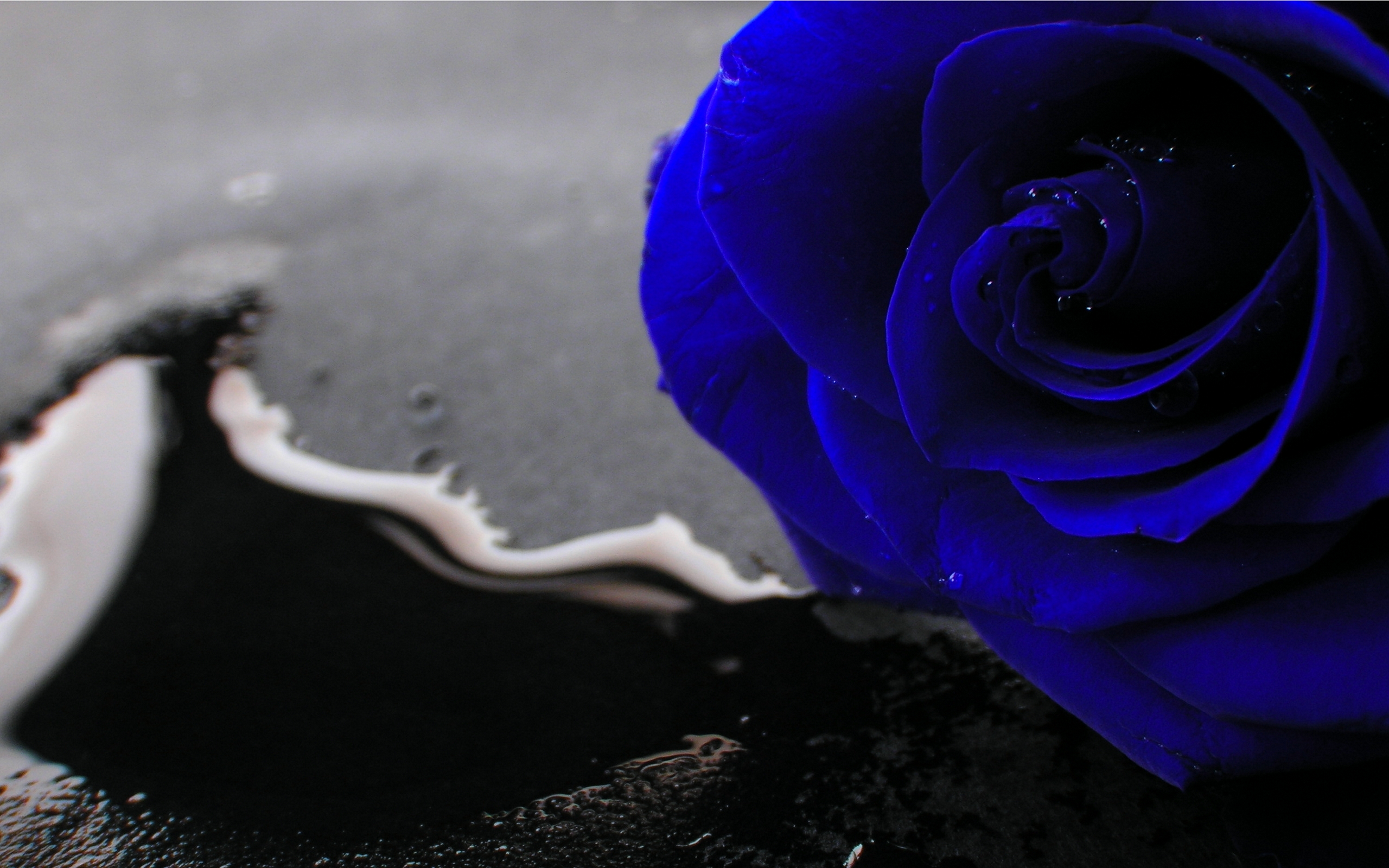 Blue Roses Wallpapers