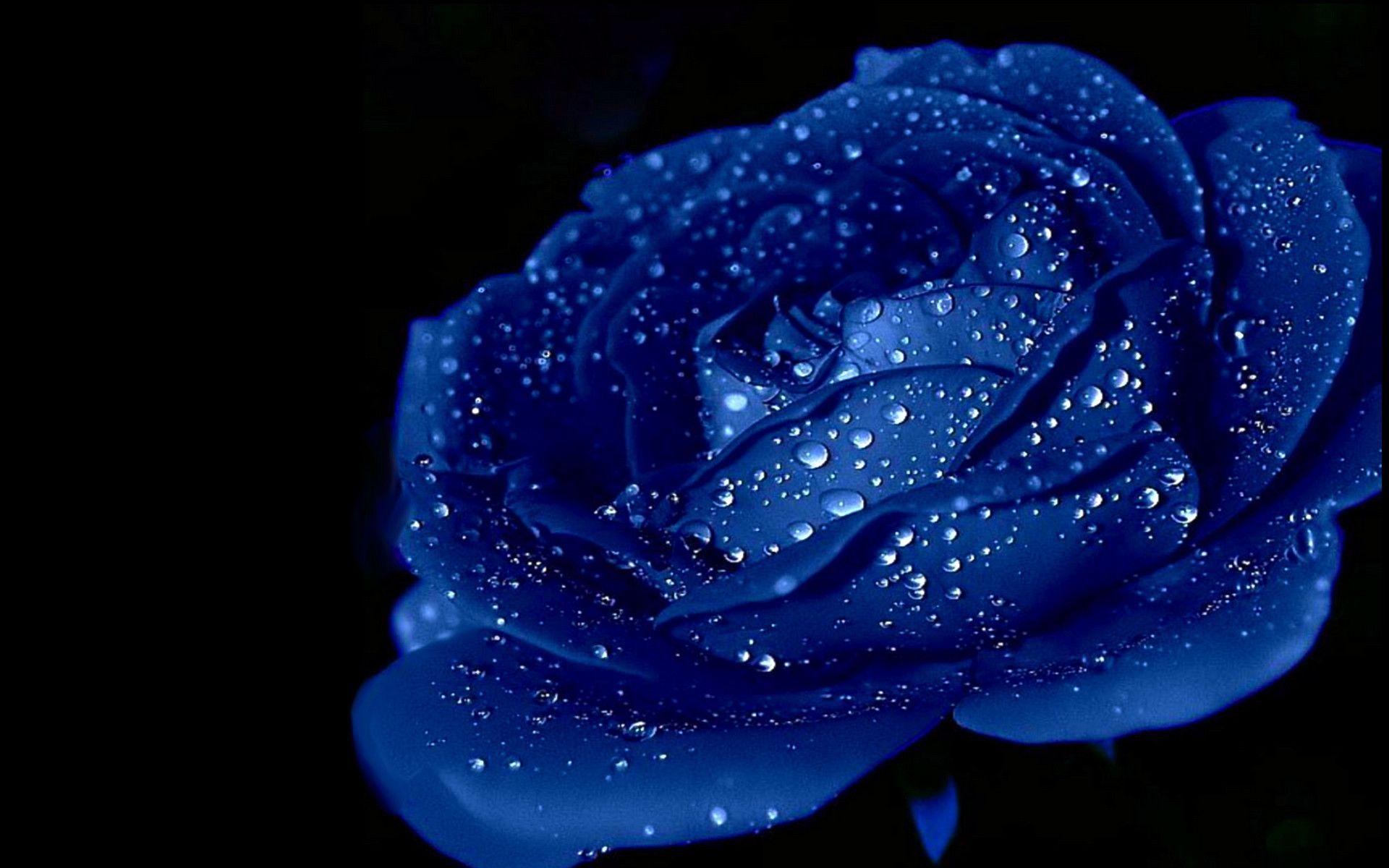 Blue Roses Wallpapers