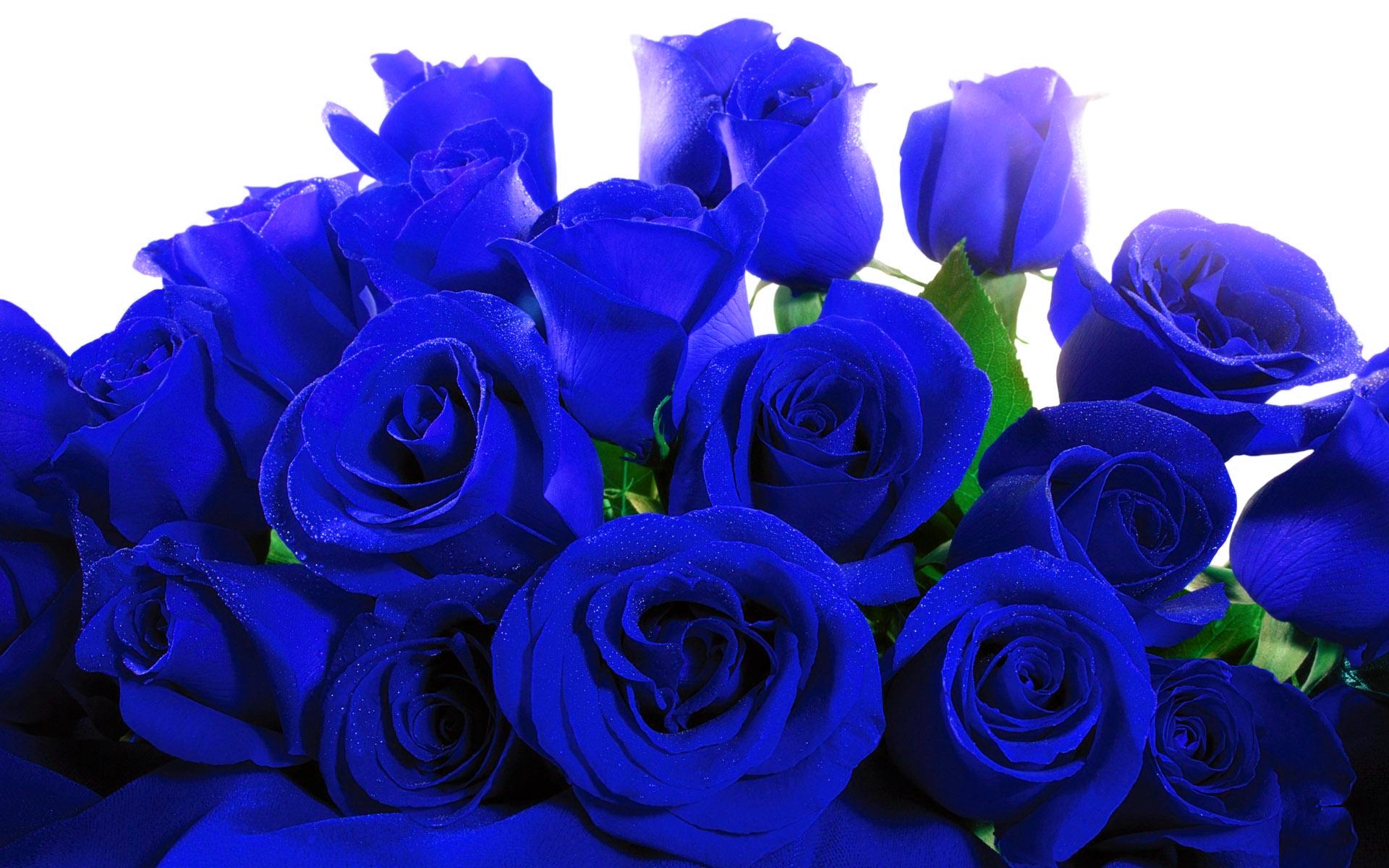 Blue Roses Wallpapers