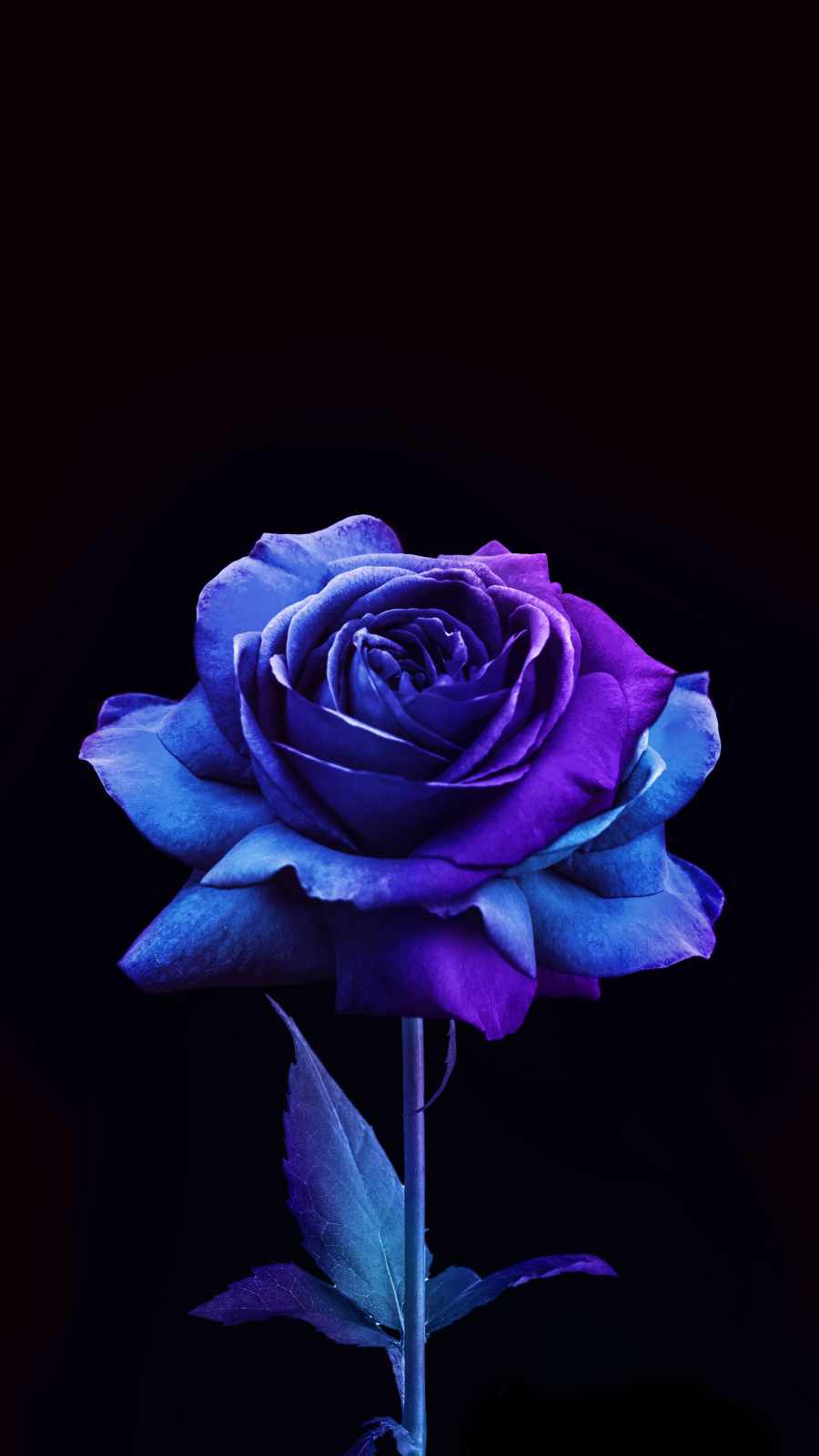 Blue Roses Wallpapers