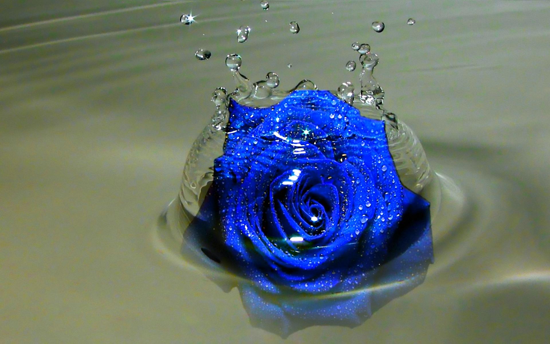 Blue Roses Wallpapers