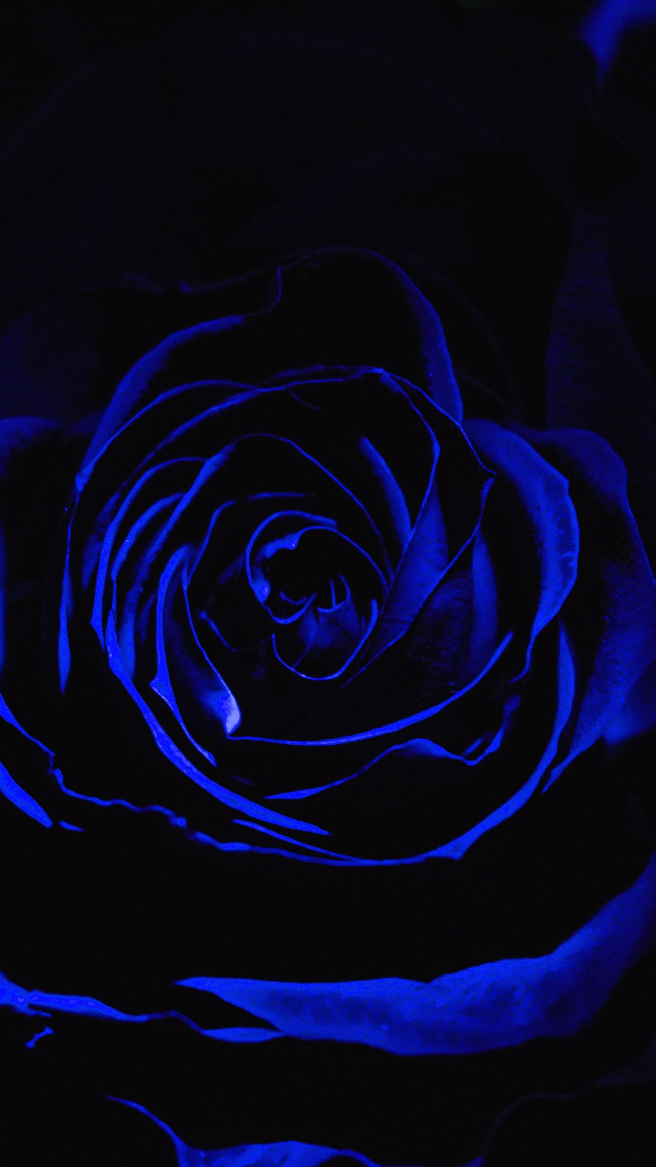 Blue Roses Wallpapers