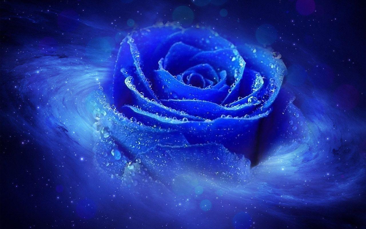 Blue Roses Wallpapers