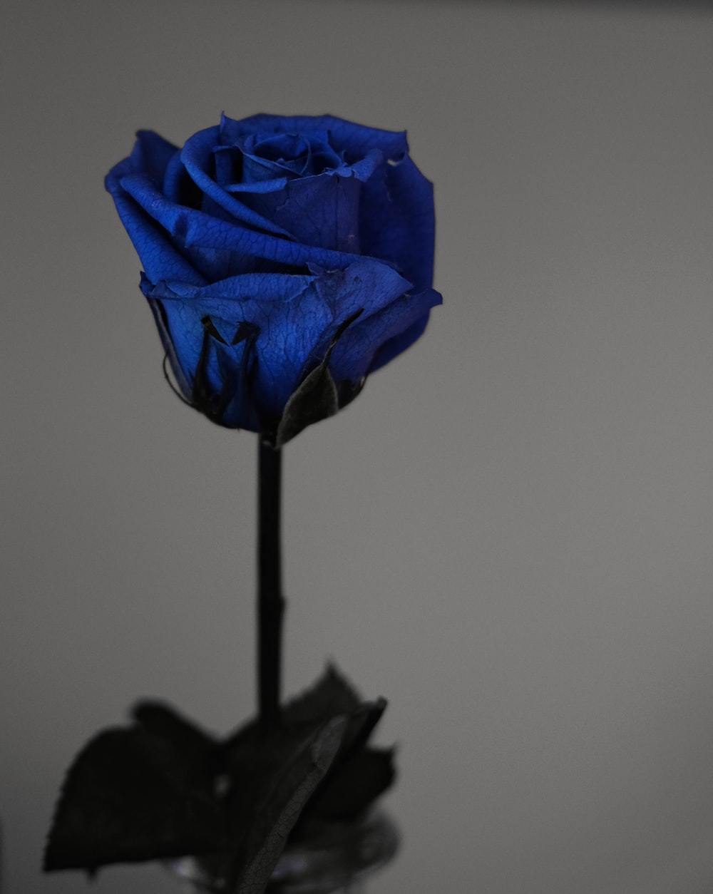 Blue Roses Wallpapers