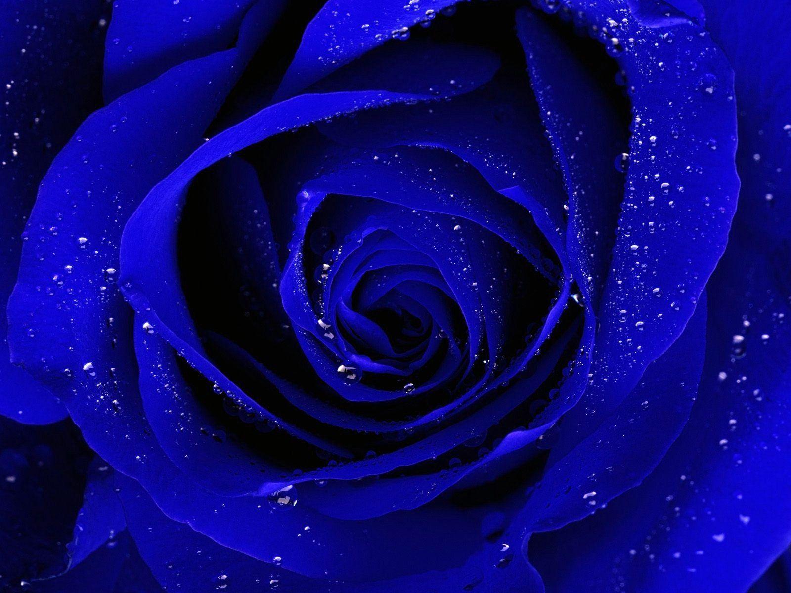 Blue Roses Wallpapers