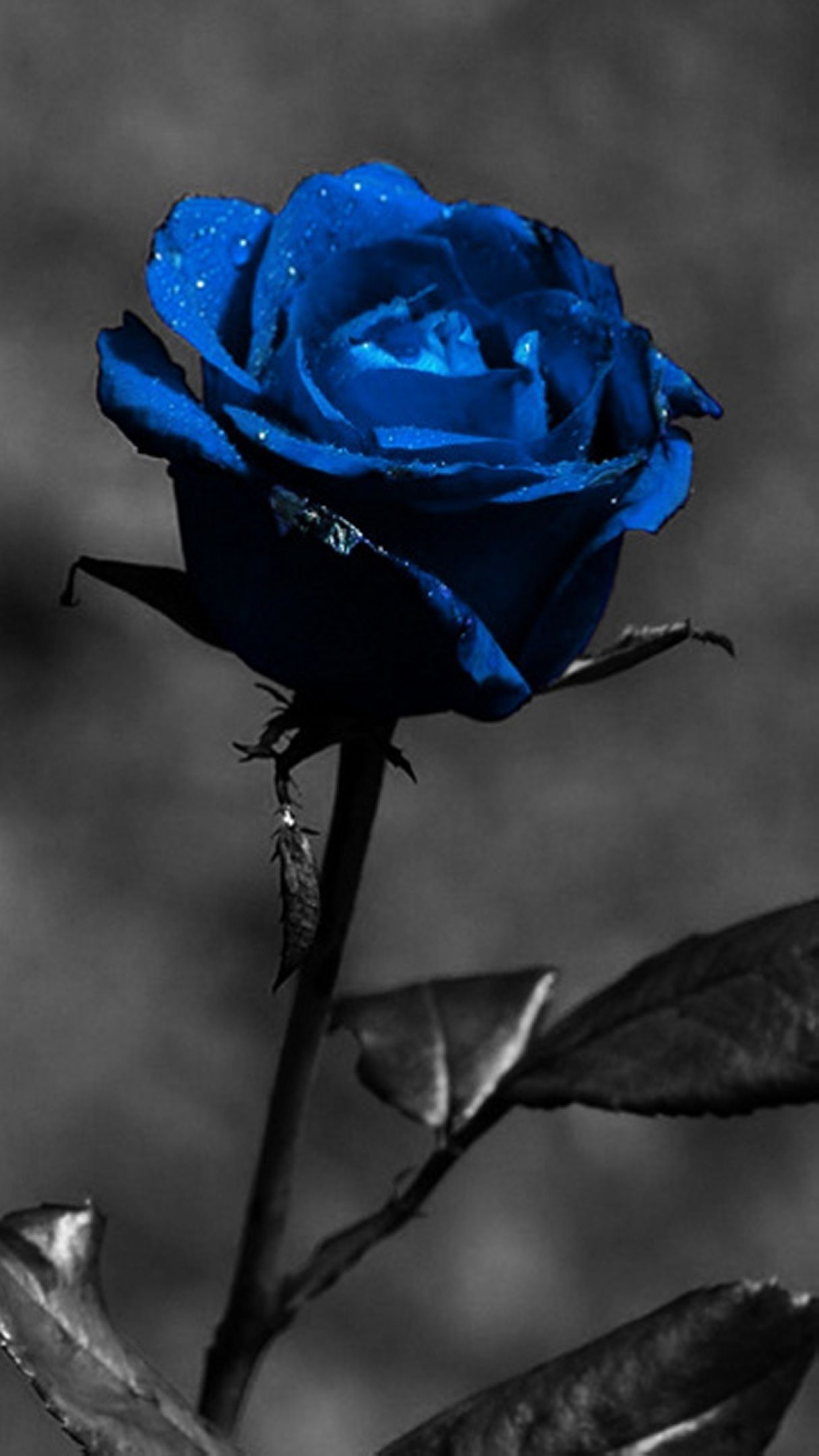 Blue Roses Wallpapers