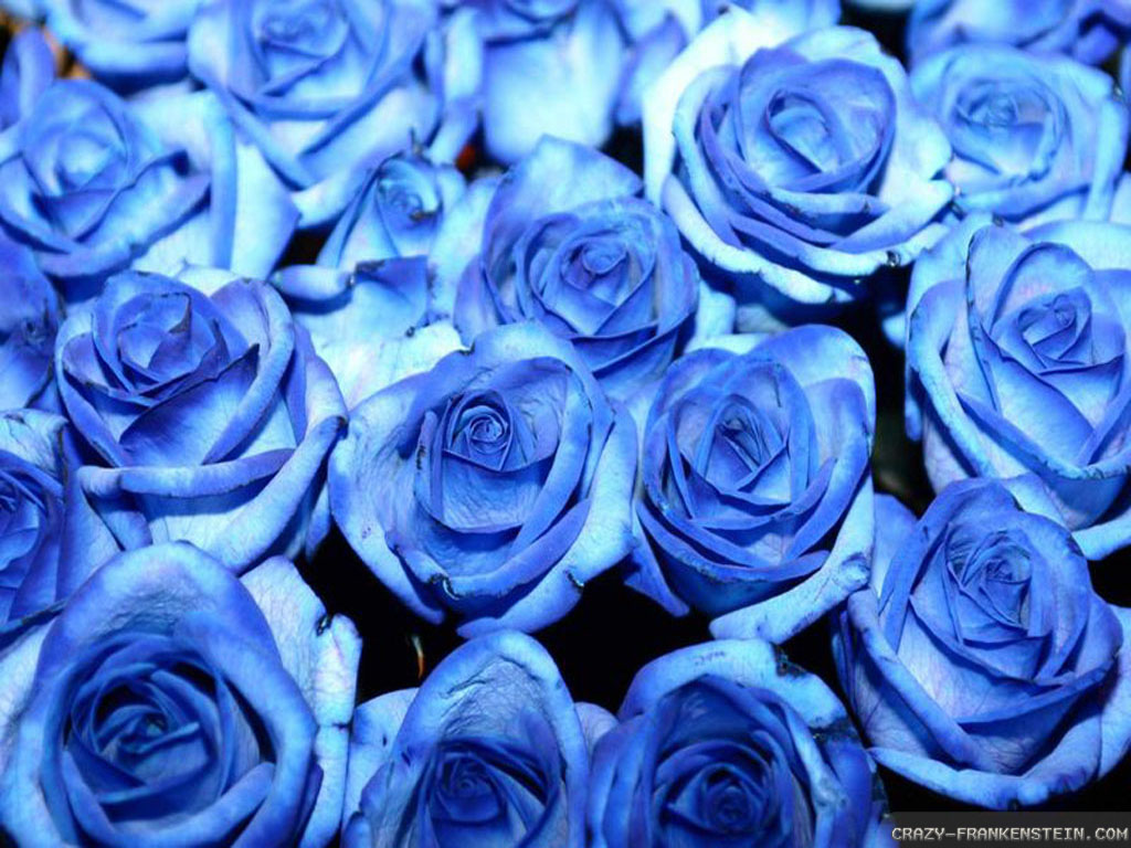 Blue Roses Wallpapers