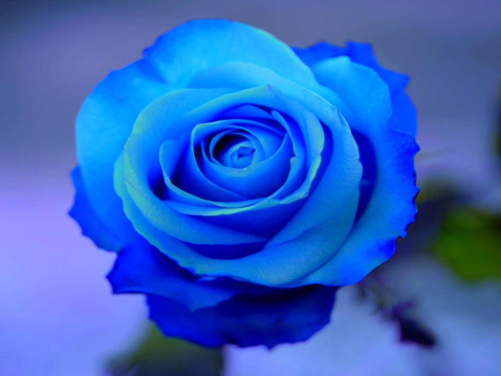 Blue Roses Wallpapers