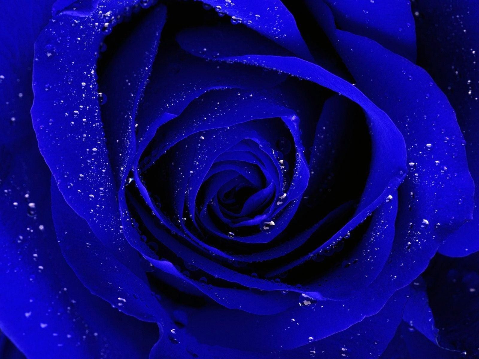 Blue Roses Wallpapers