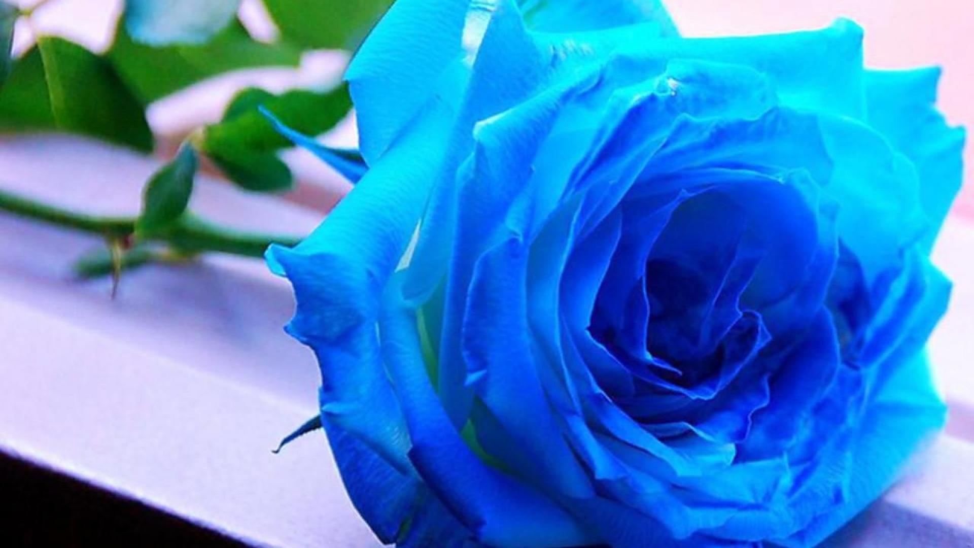 Blue Roses Wallpapers