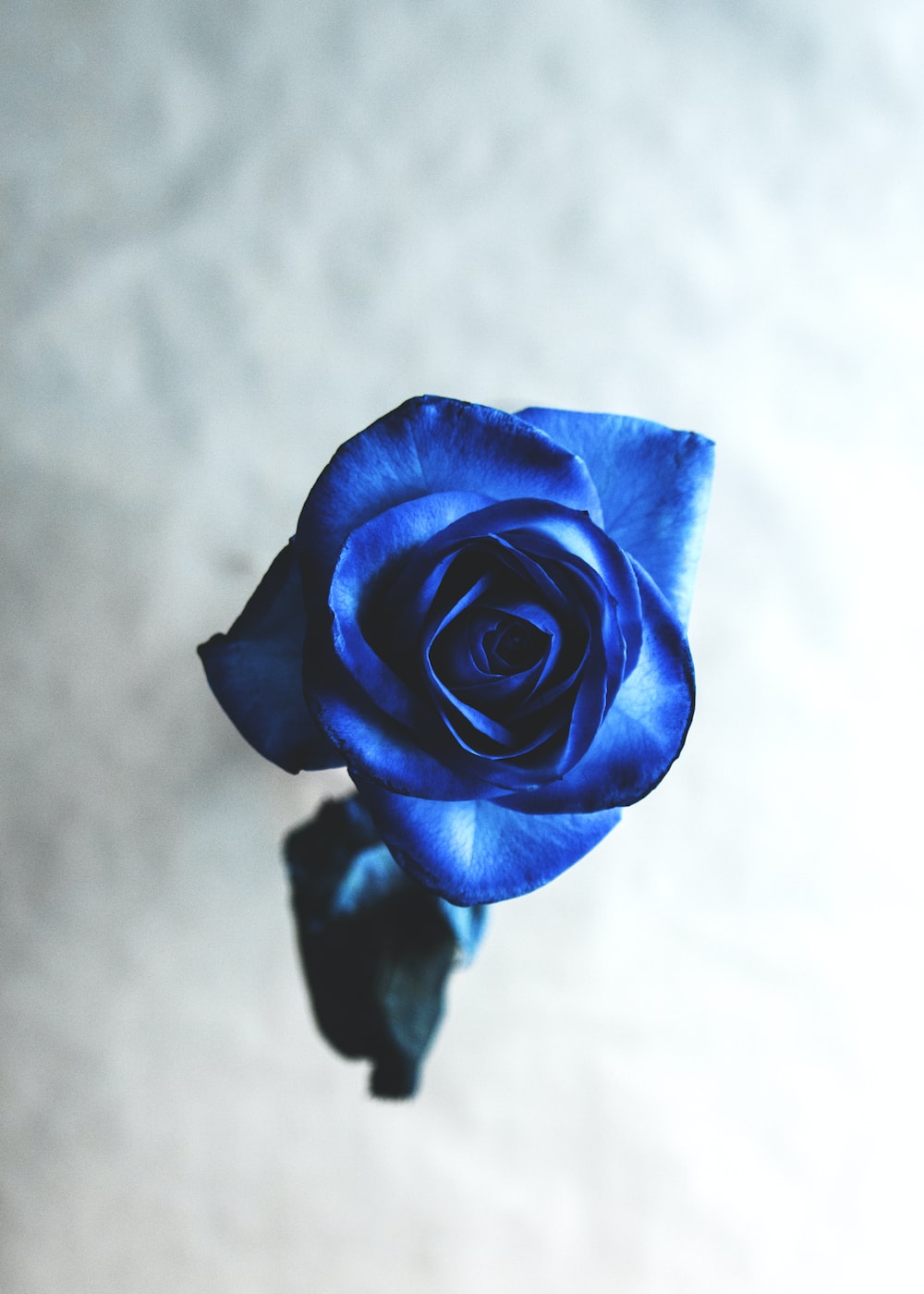 Blue Roses Wallpapers