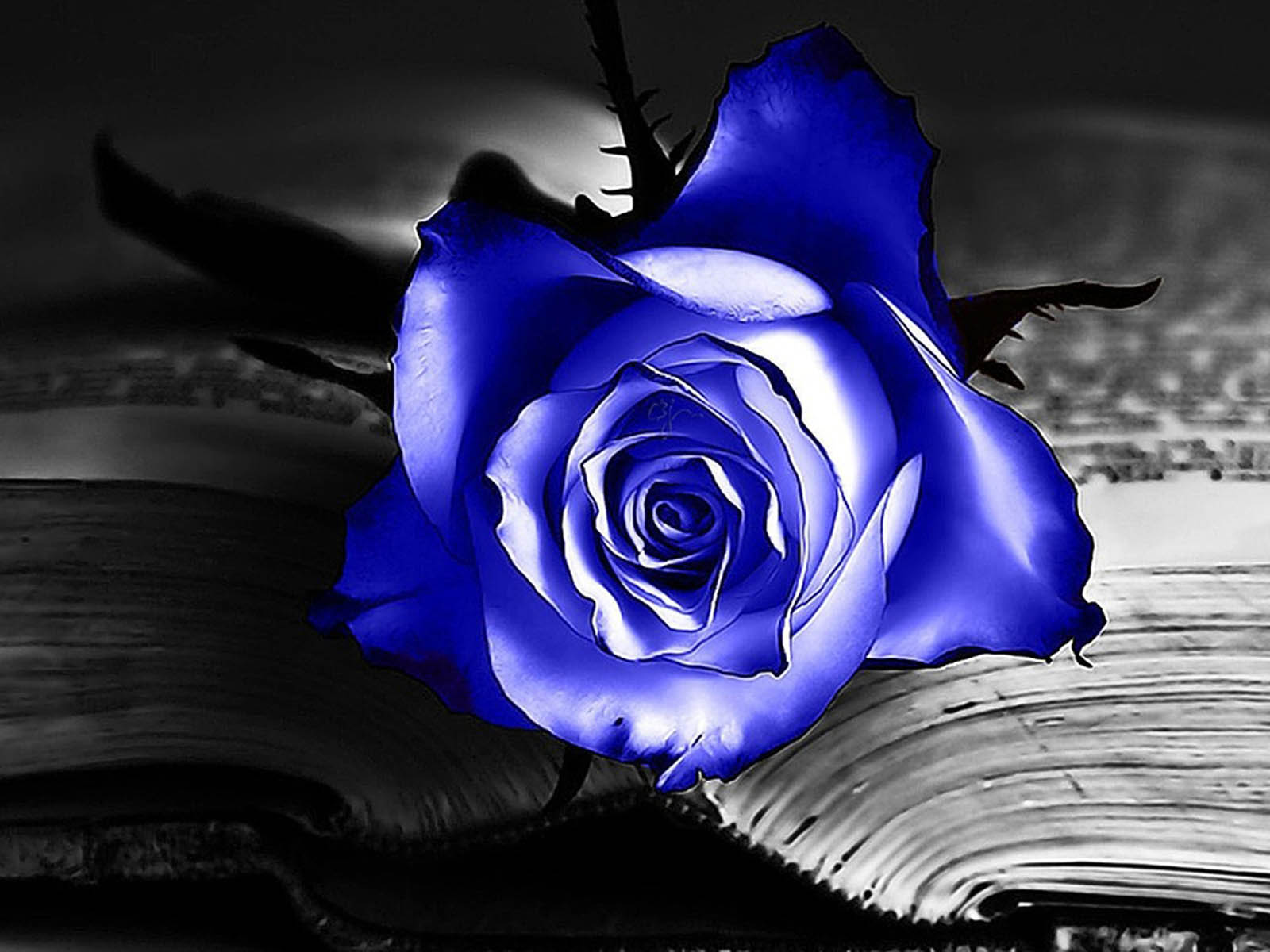 Blue Roses Wallpapers