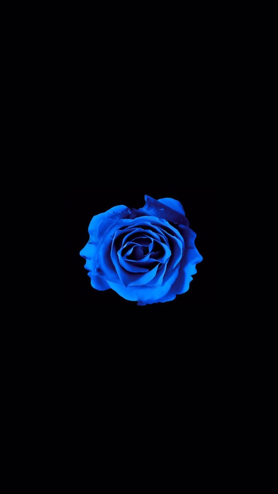 Blue Roses Wallpapers