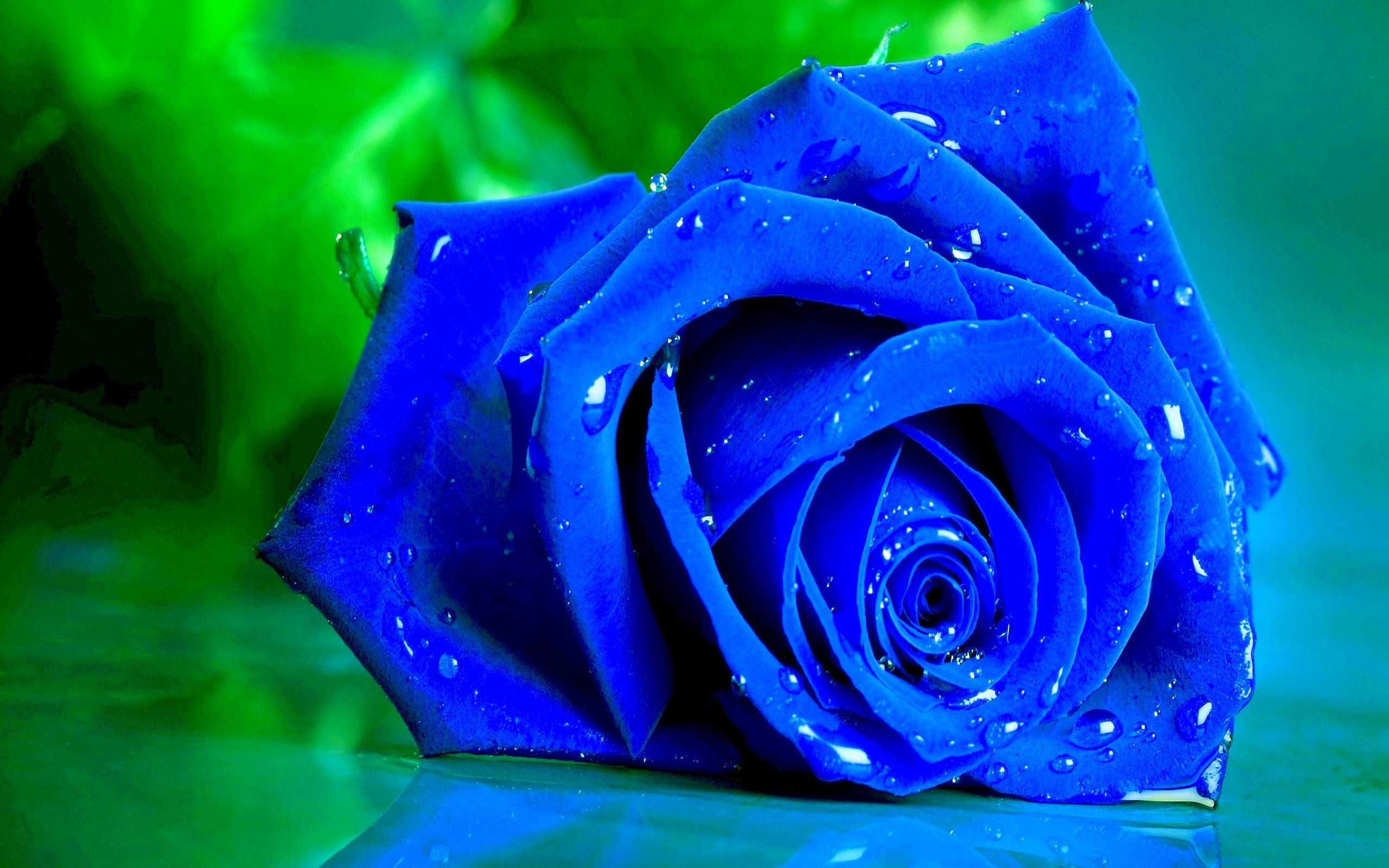 Blue Roses Wallpapers