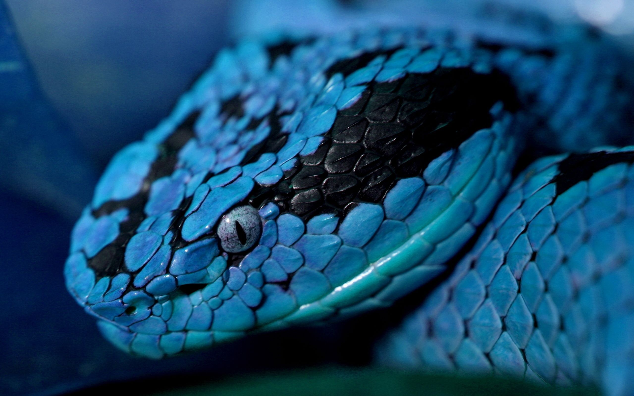 Blue Snake Wallpapers