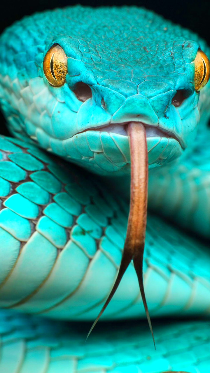 Blue Snake Wallpapers