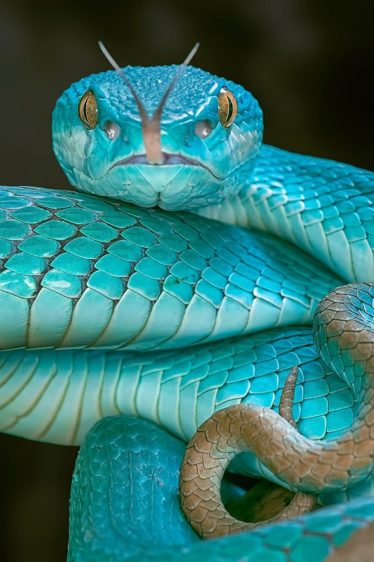 Blue Snake Wallpapers