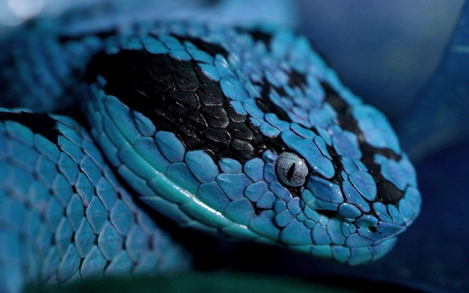 Blue Snake Wallpapers