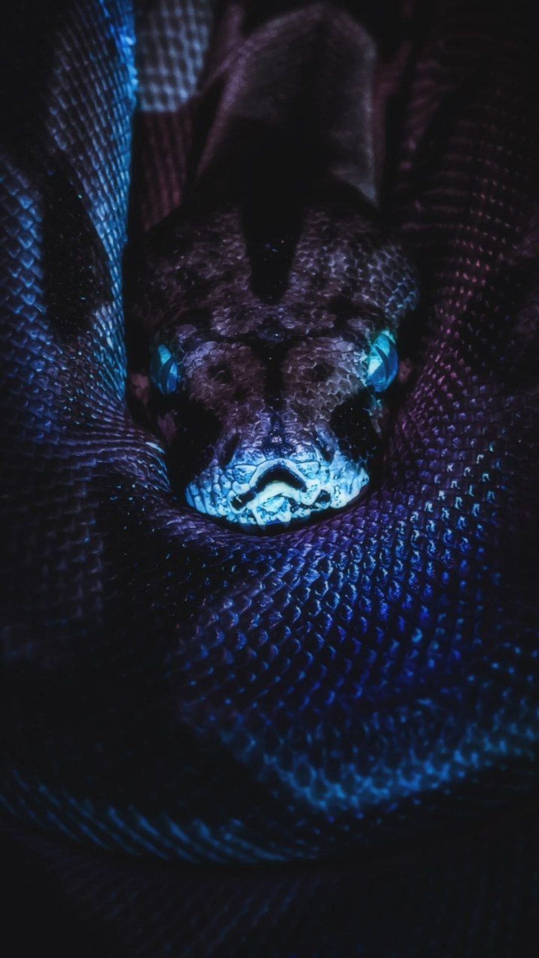 Blue Snake Wallpapers