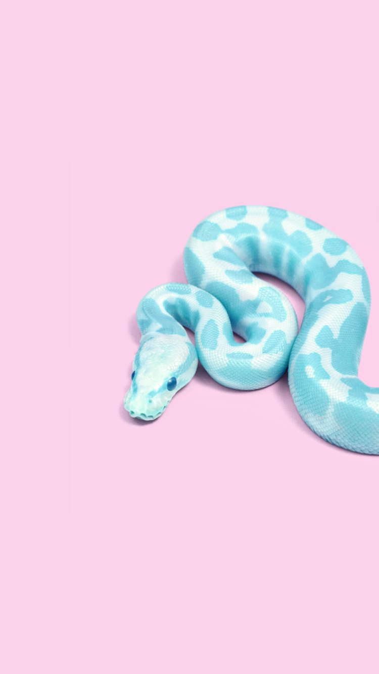 Blue Snake Wallpapers