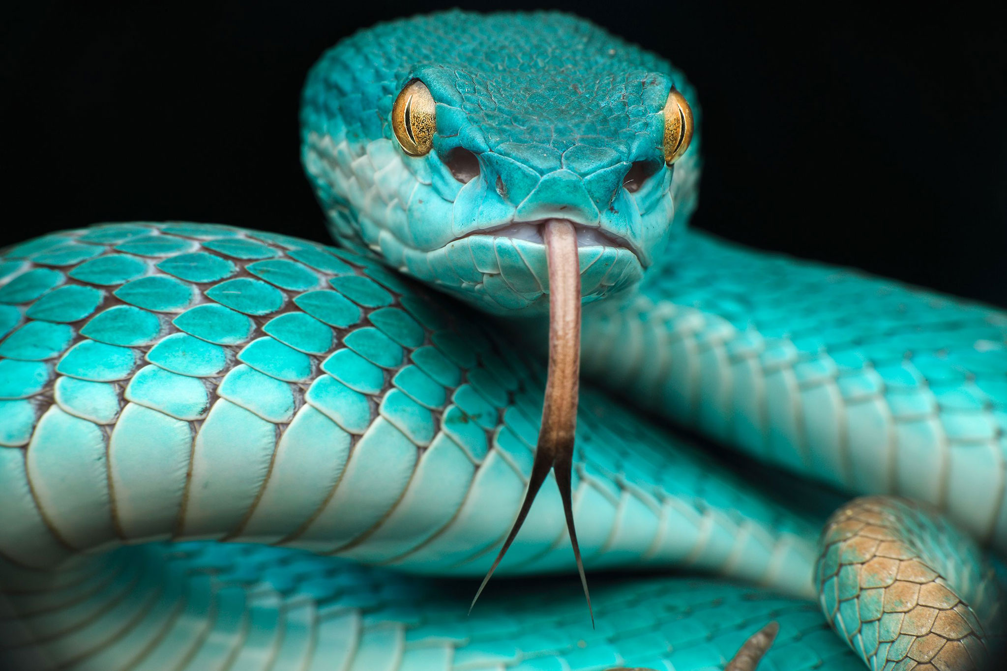 Blue Snake Wallpapers