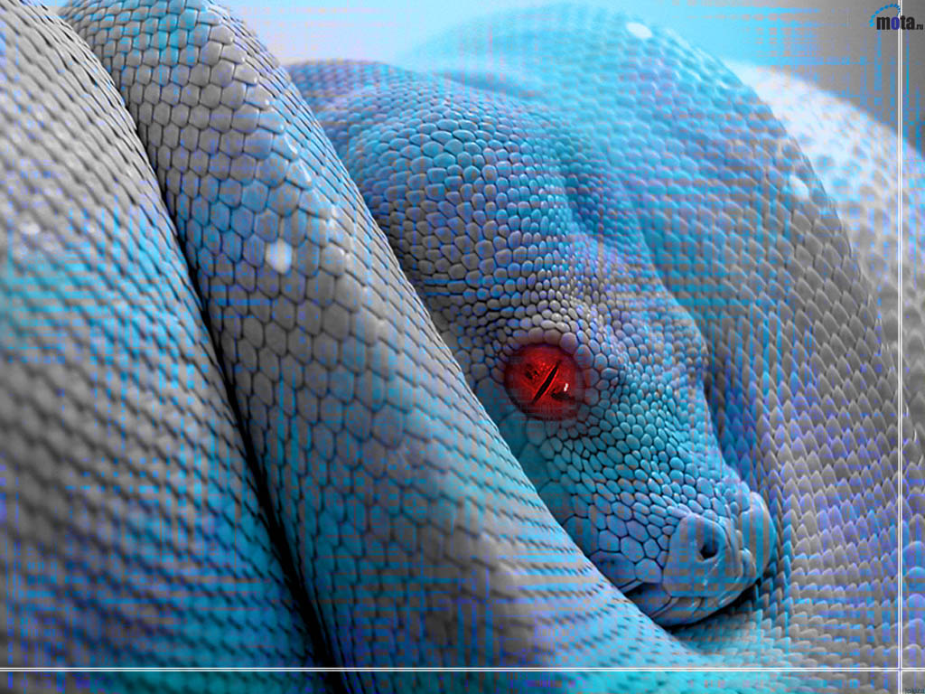 Blue Snake Wallpapers