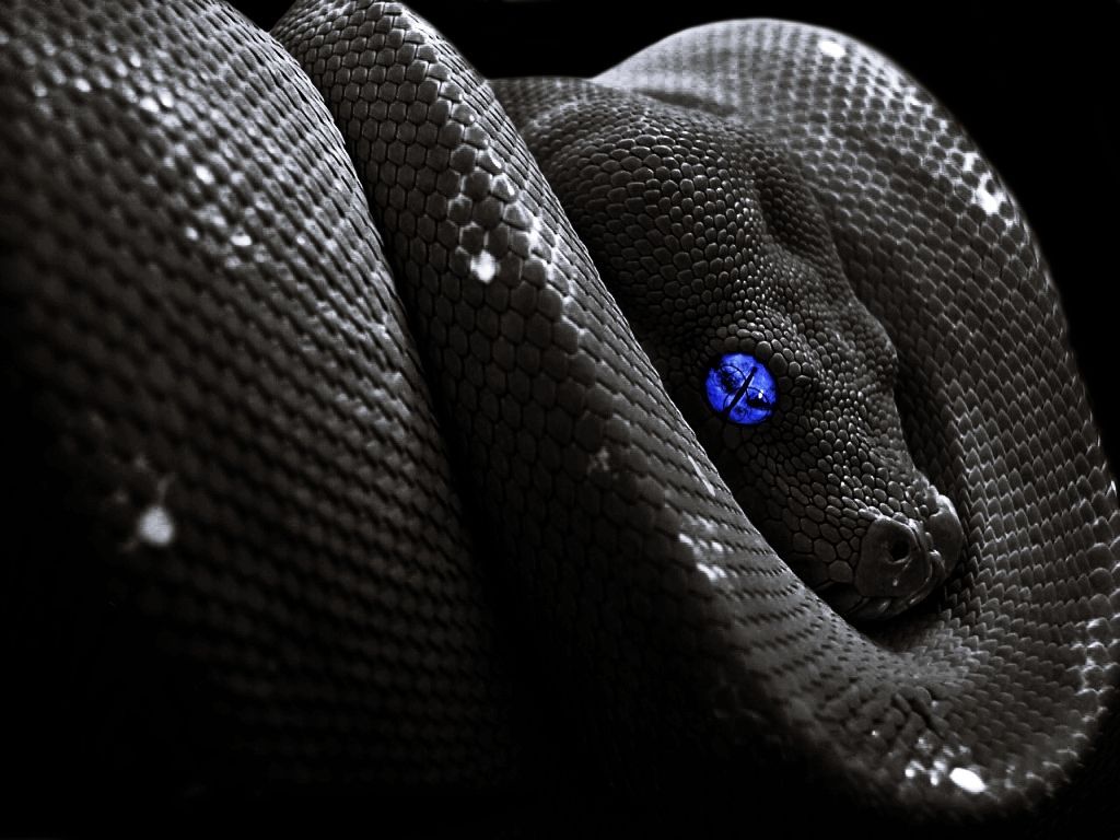 Blue Snake Wallpapers