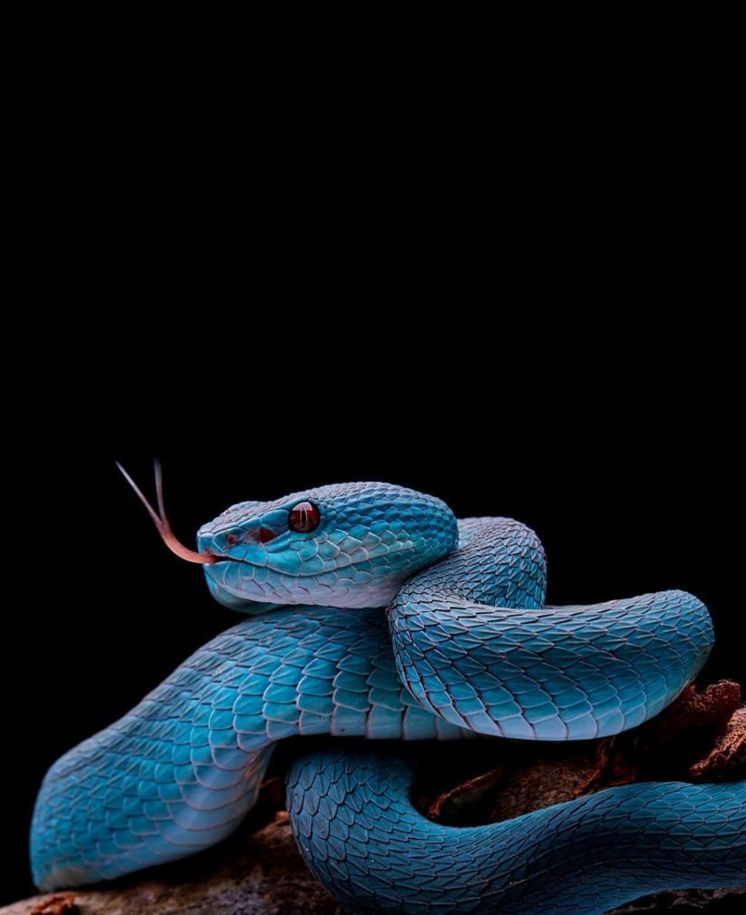 Blue Snake Wallpapers