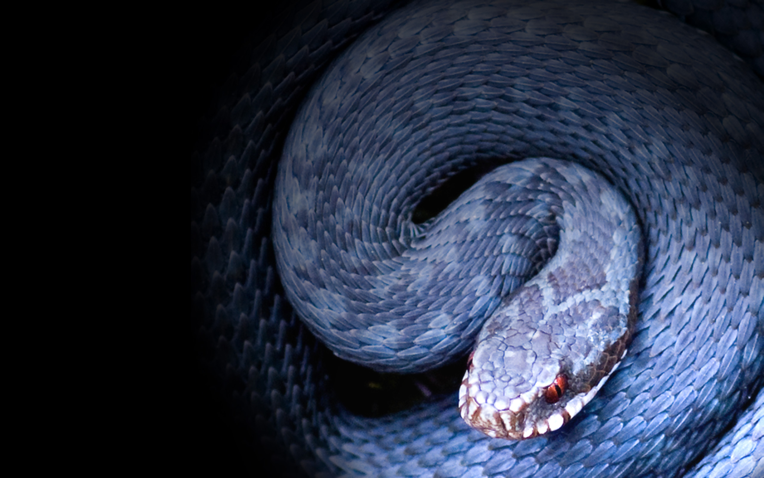 Blue Snake Wallpapers