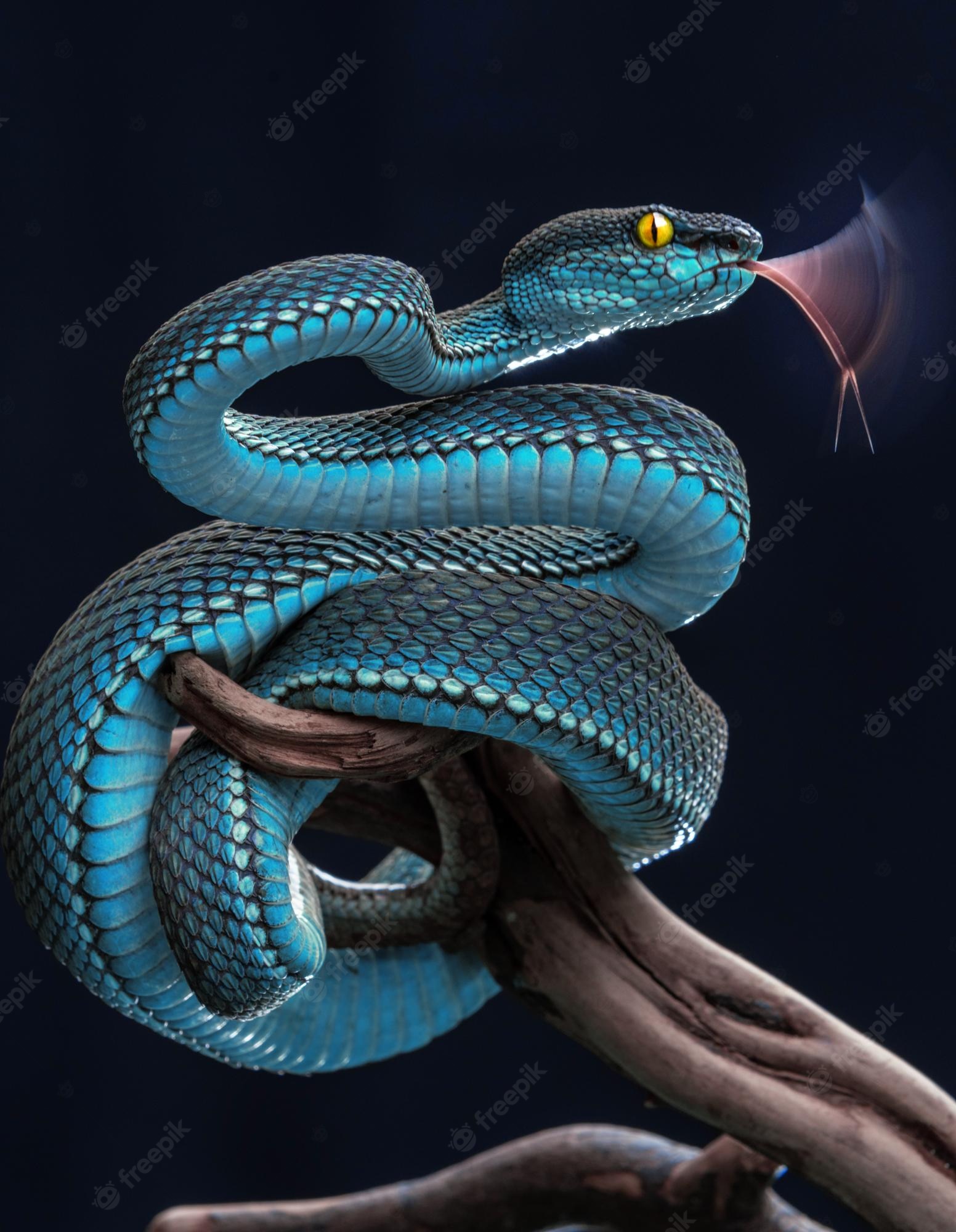 Blue Snake Wallpapers