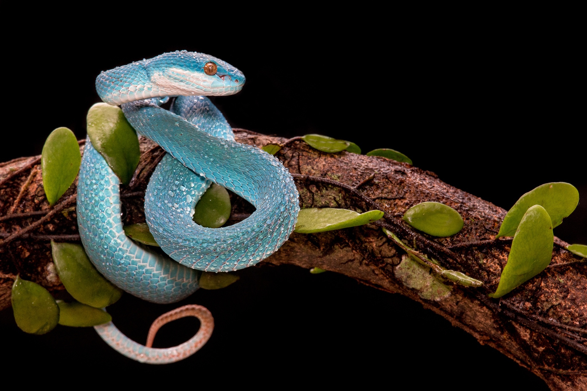 Blue Snake Wallpapers