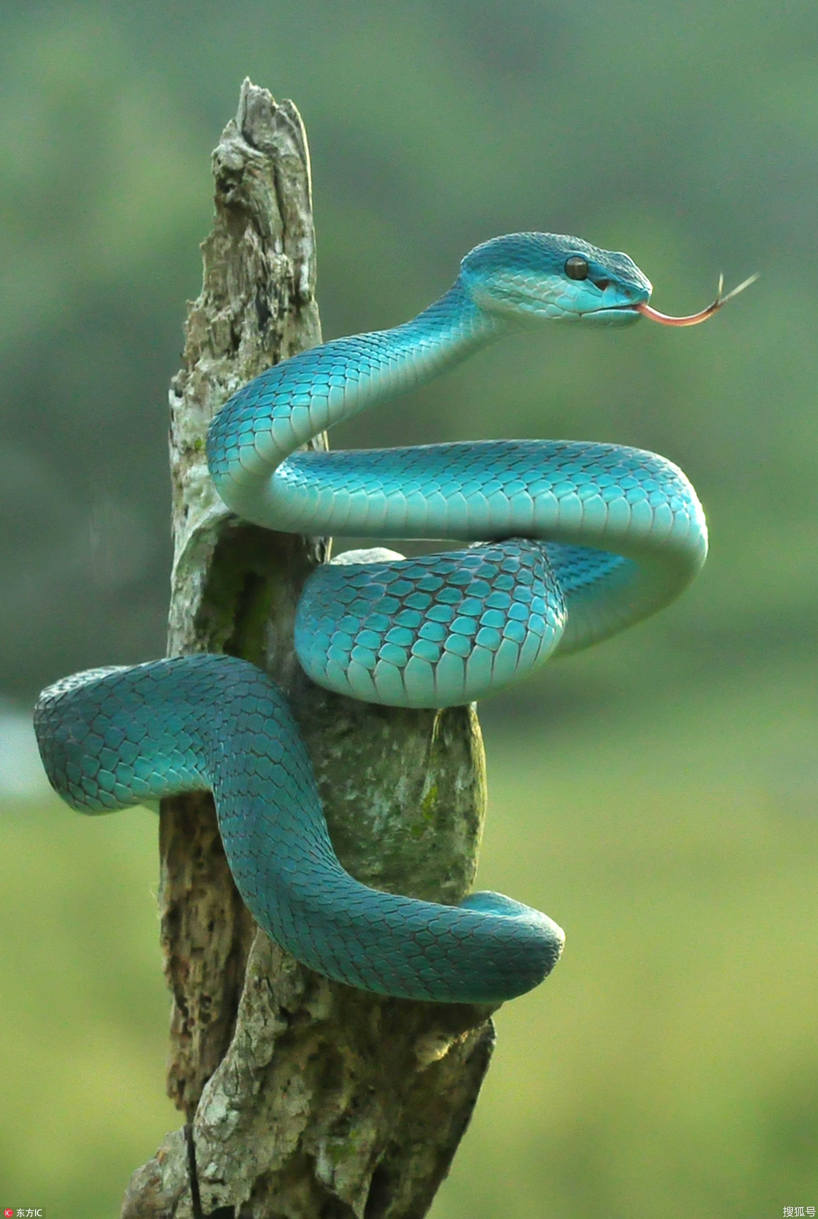 Blue Snake Wallpapers