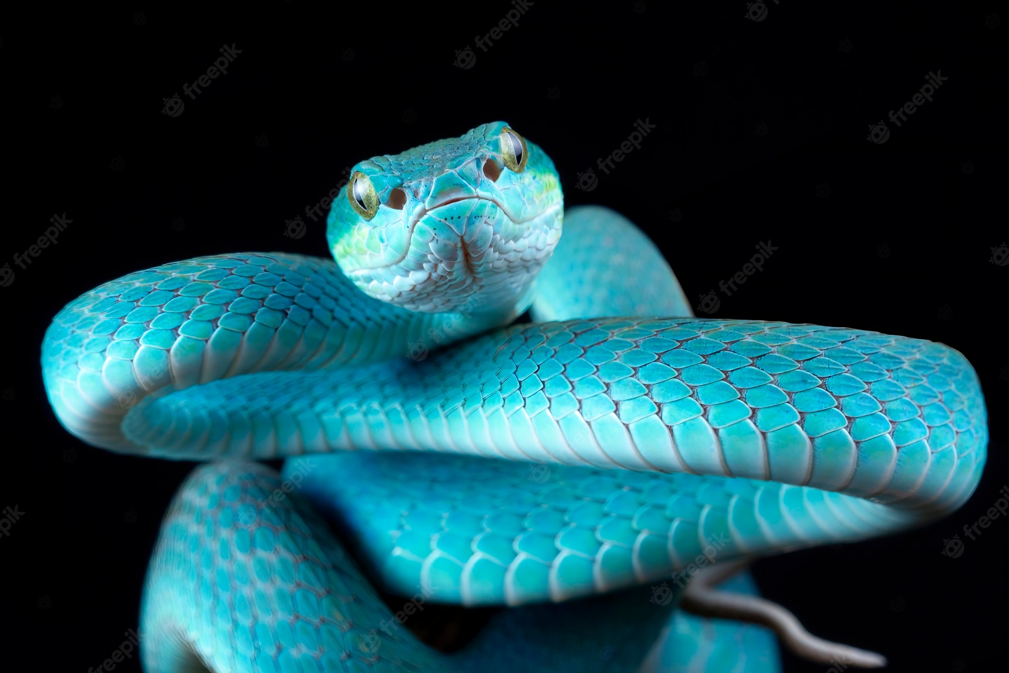 Blue Snake Wallpapers