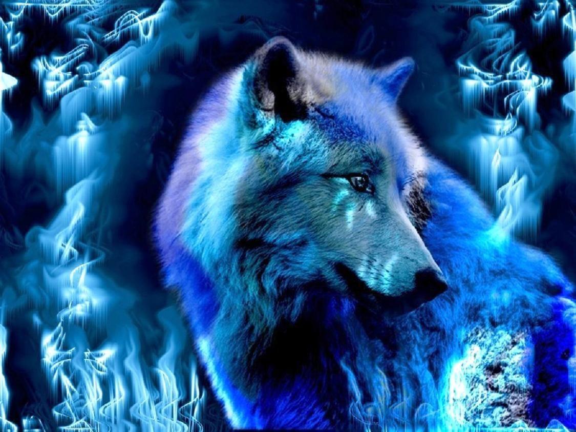 Blue Wolf Wallpapers