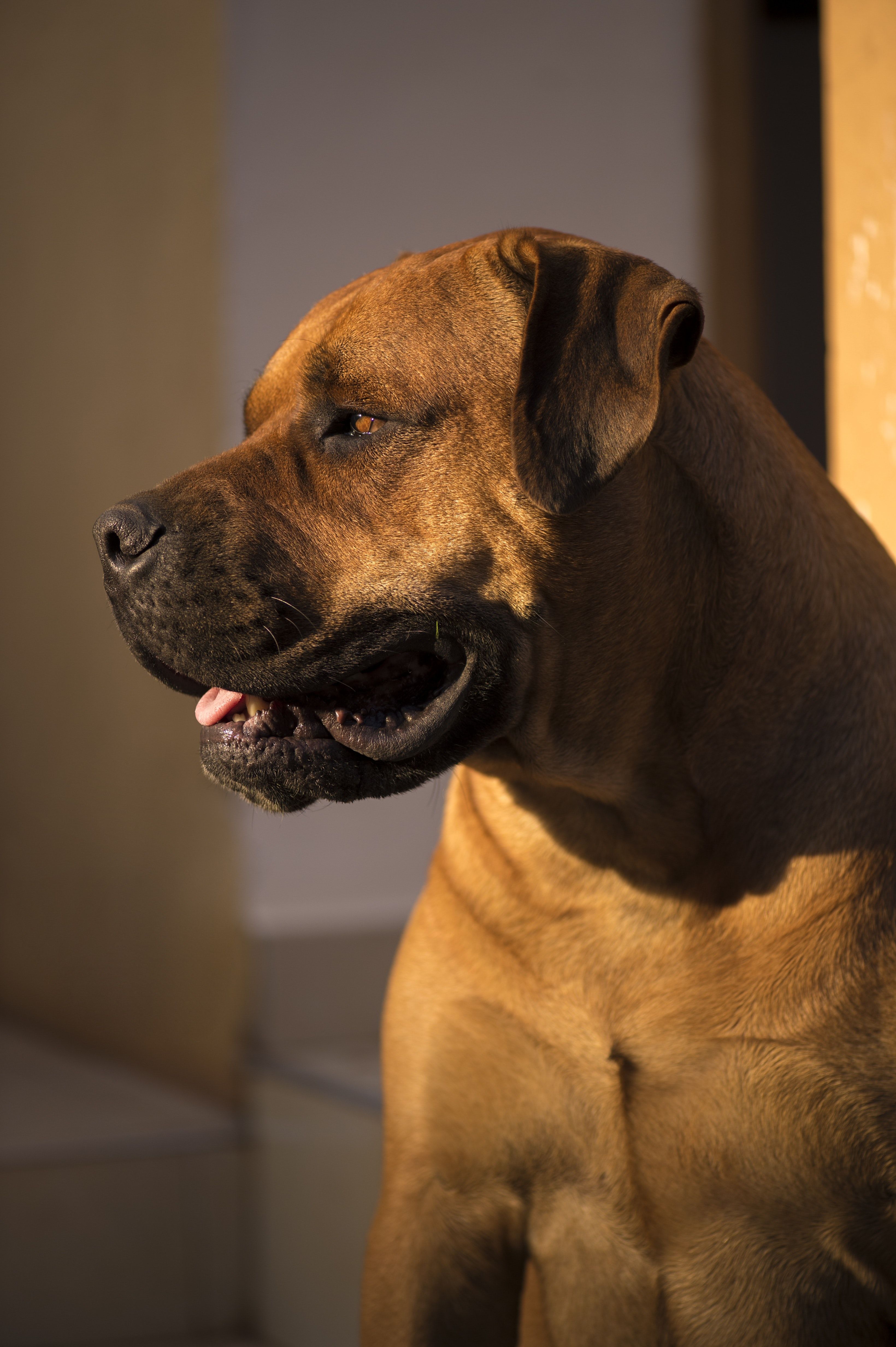 Boerboel Pics Wallpapers