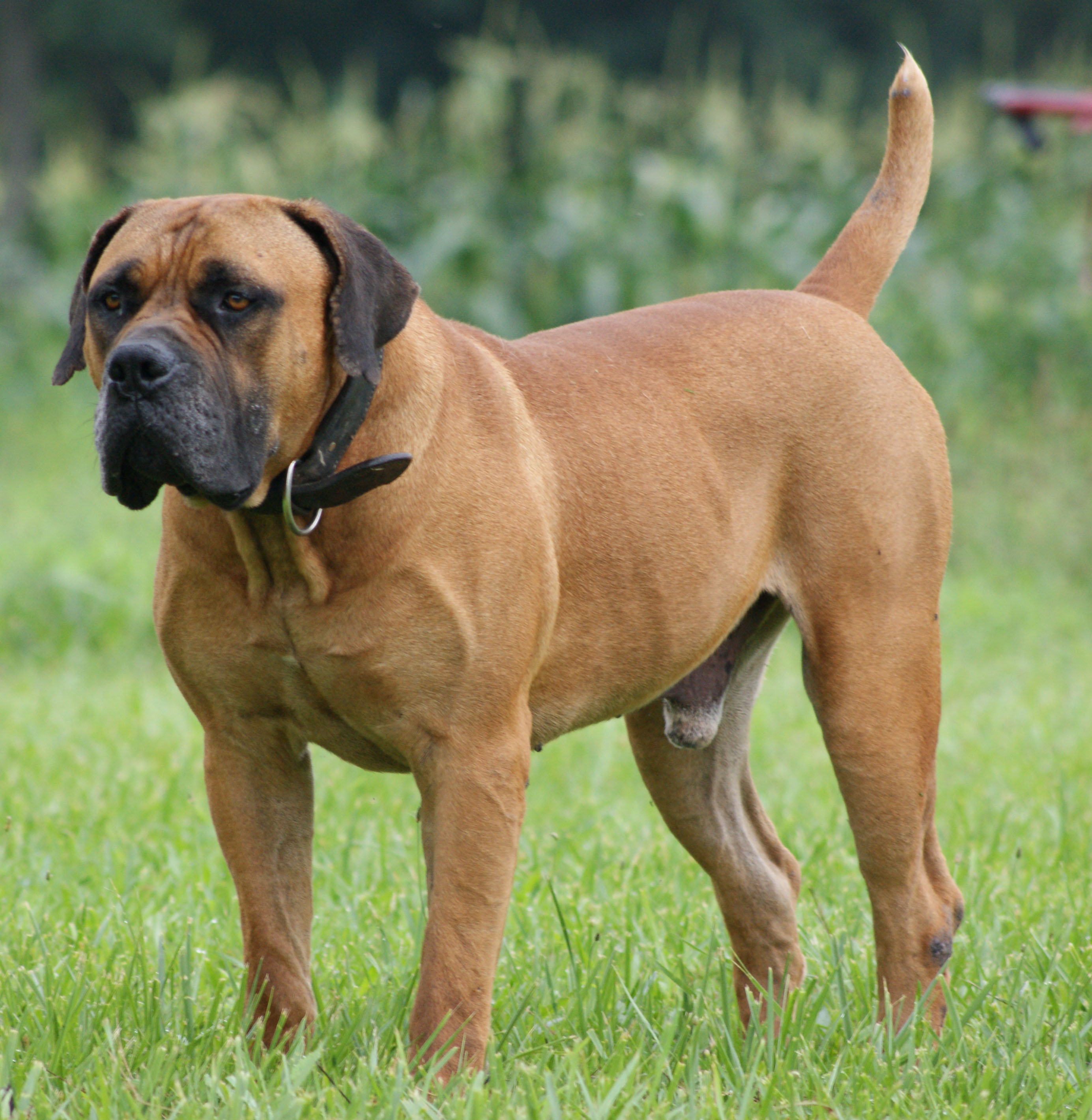 Boerboel Pics Wallpapers