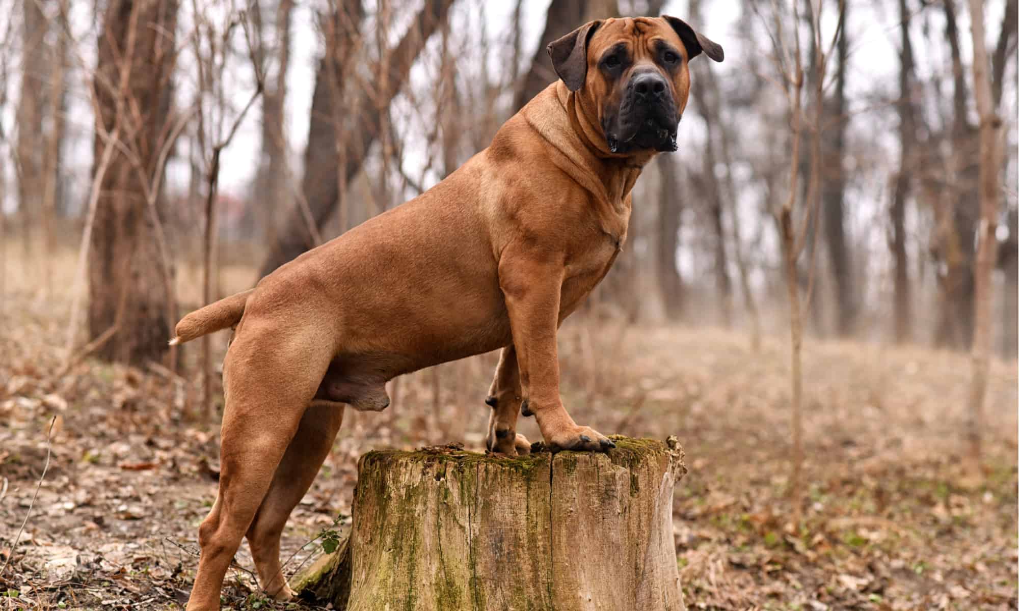 Boerboel Pics Wallpapers